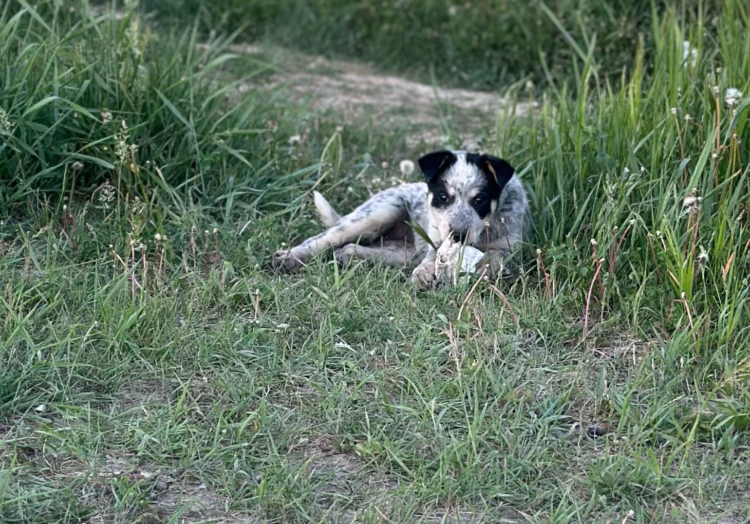 Photo of Dogs for sale