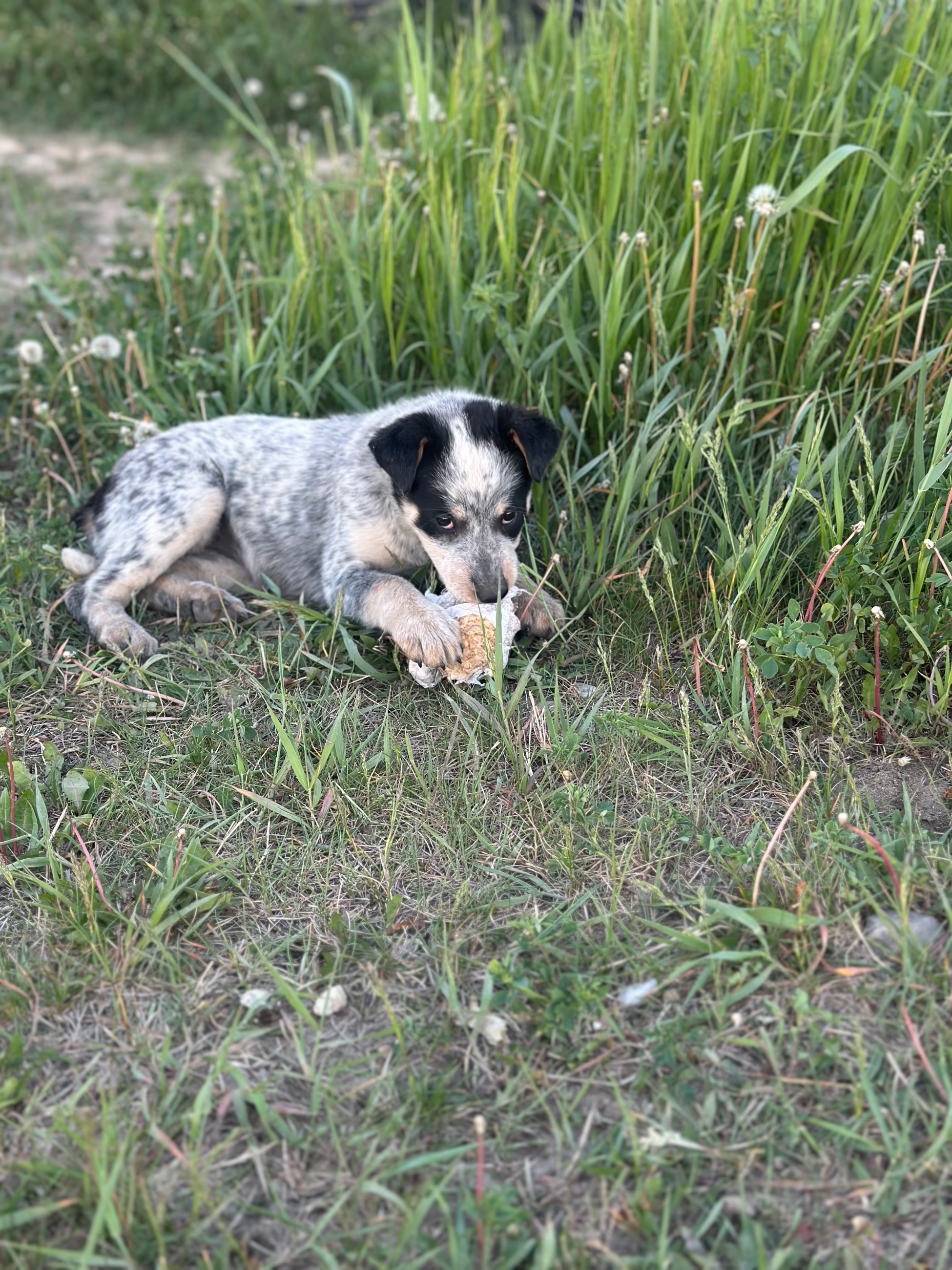 Photo of Dogs for sale