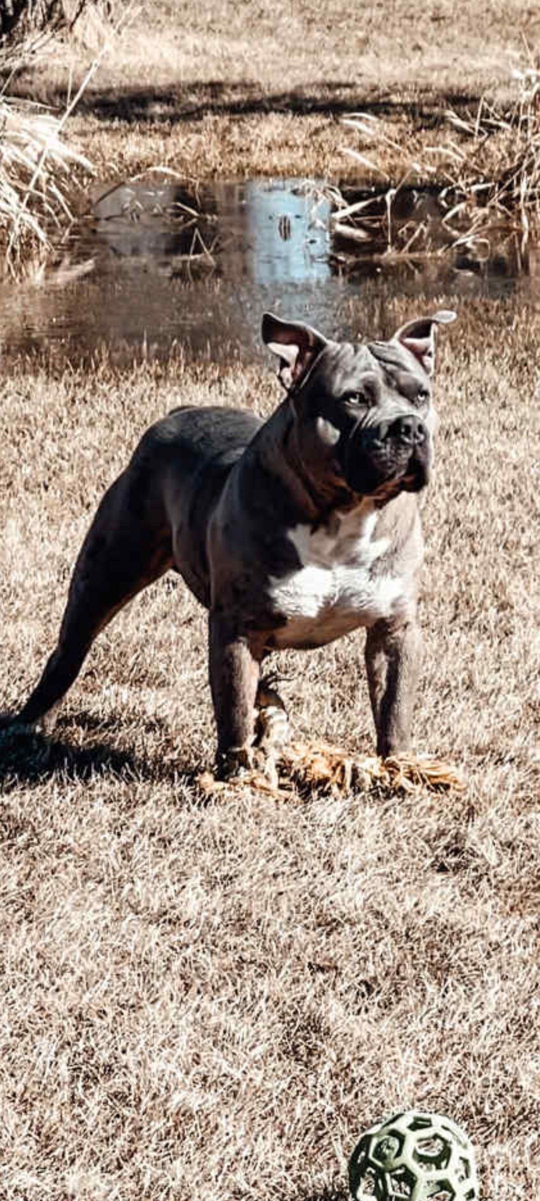 Photo of American Bully puppies 