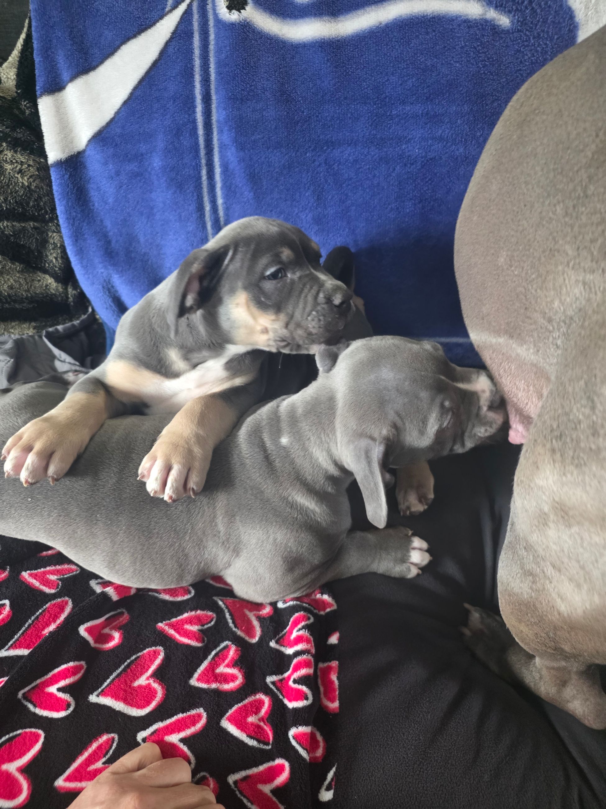 American Bully puppies  - 6 - 1764677288967_1000002436