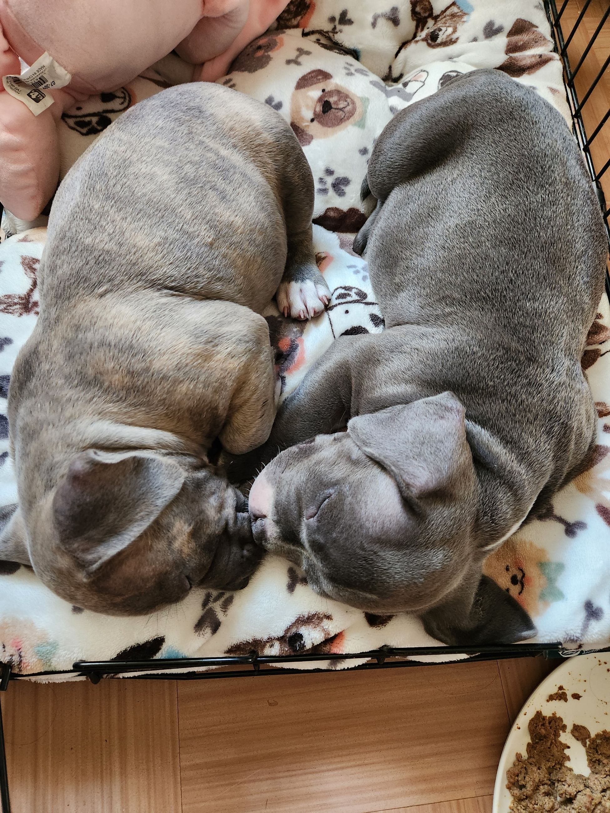 Photo of ✨ Tiny Titans: Premier Pocket Bullies Ready for Their Forever Homes! ✨