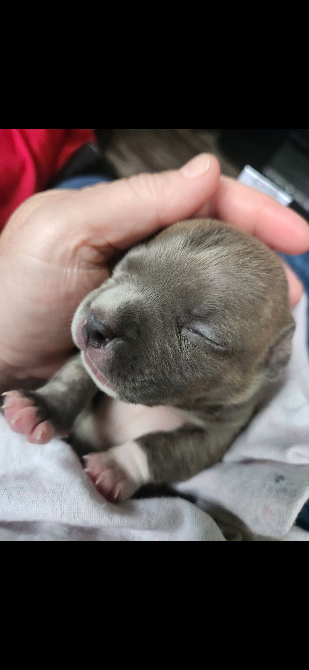 Photo of ✨ Tiny Titans: Premier Pocket Bullies Ready for Their Forever Homes! ✨