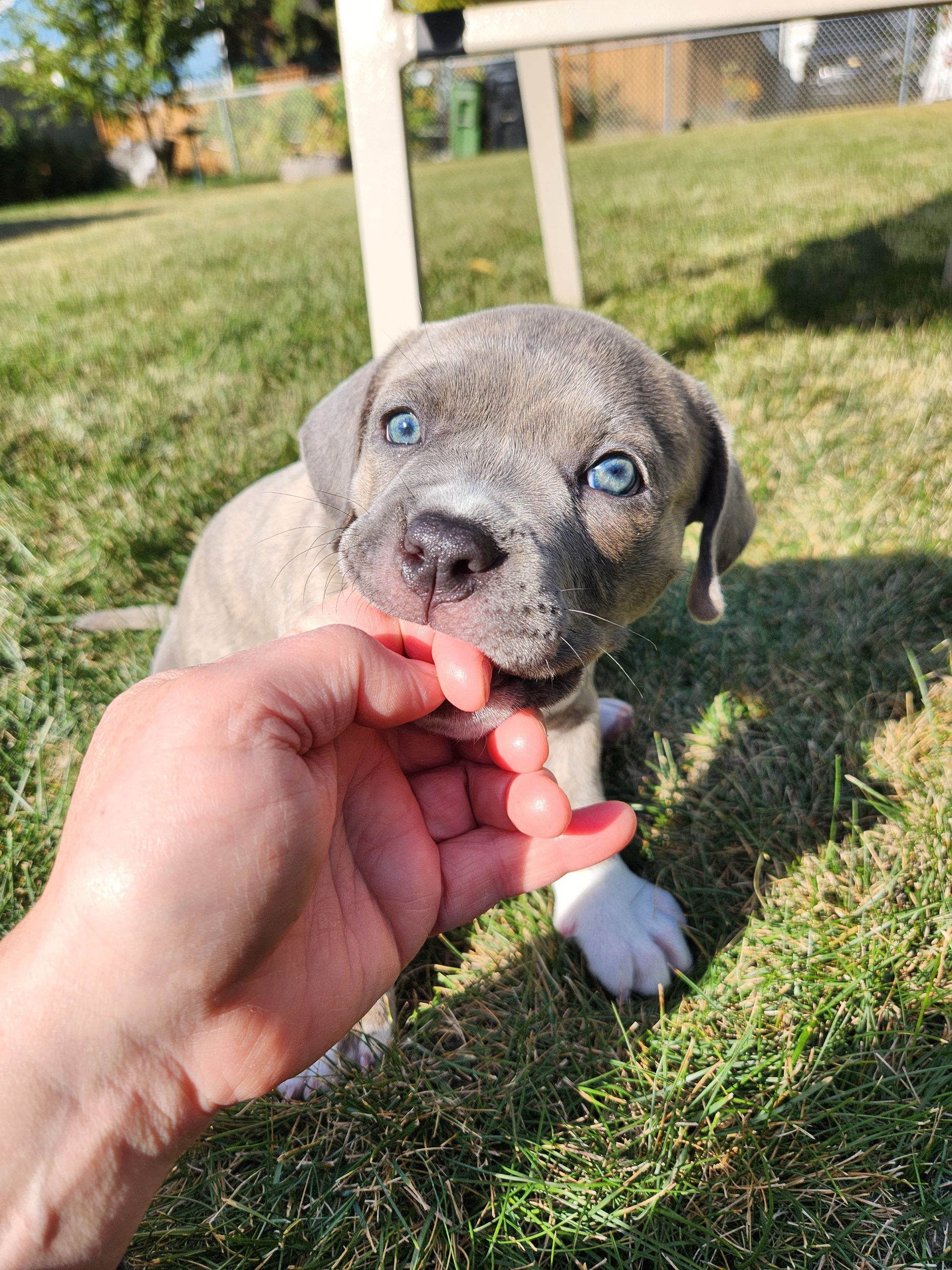 ✨ Tiny Titans: Premier Pocket Bullies Ready for Their Forever Homes! ✨ - 5 - 1759029513404_1000009510