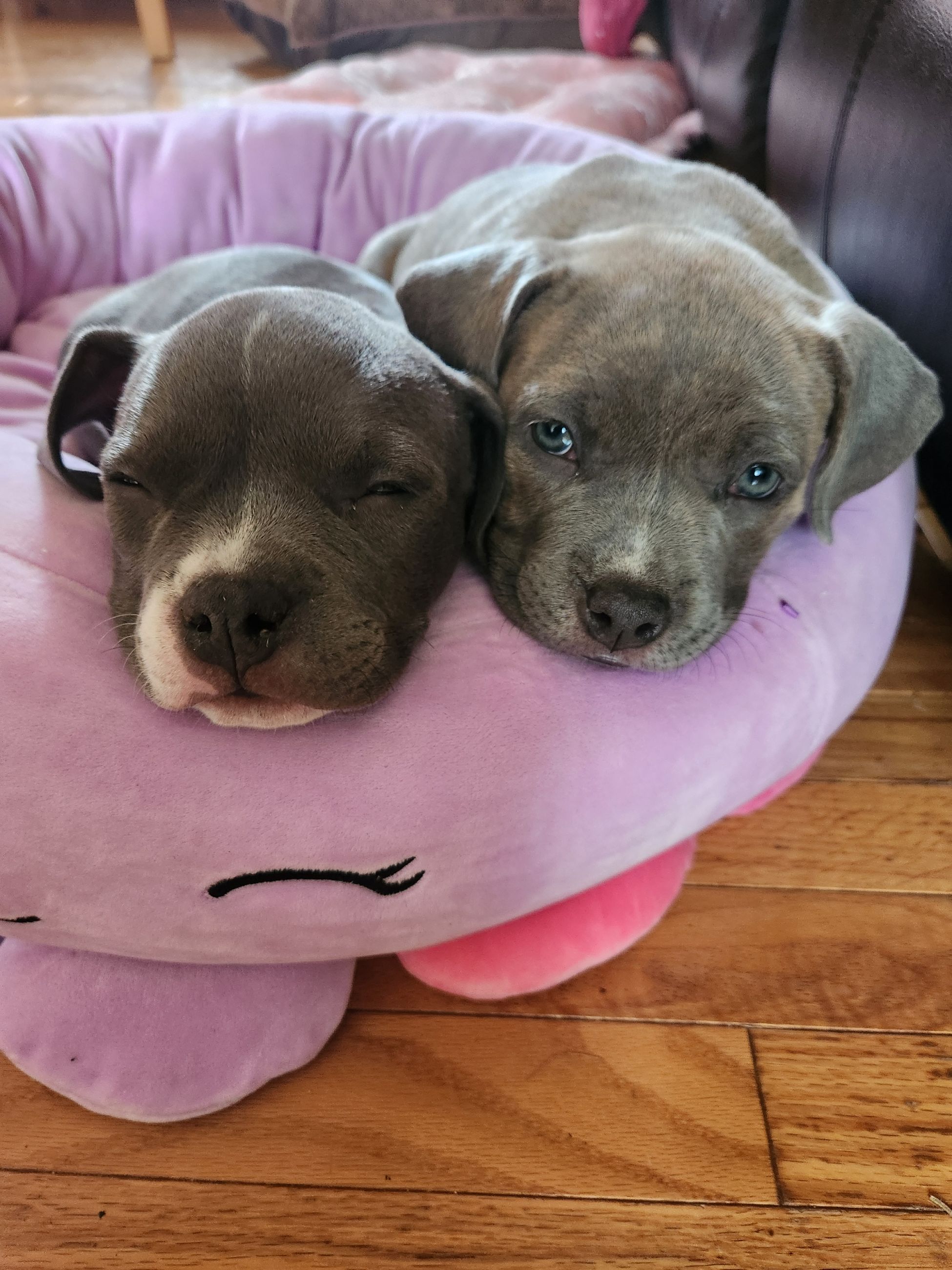 Photo of ✨ Tiny Titans: Premier Pocket Bullies Ready for Their Forever Homes! ✨