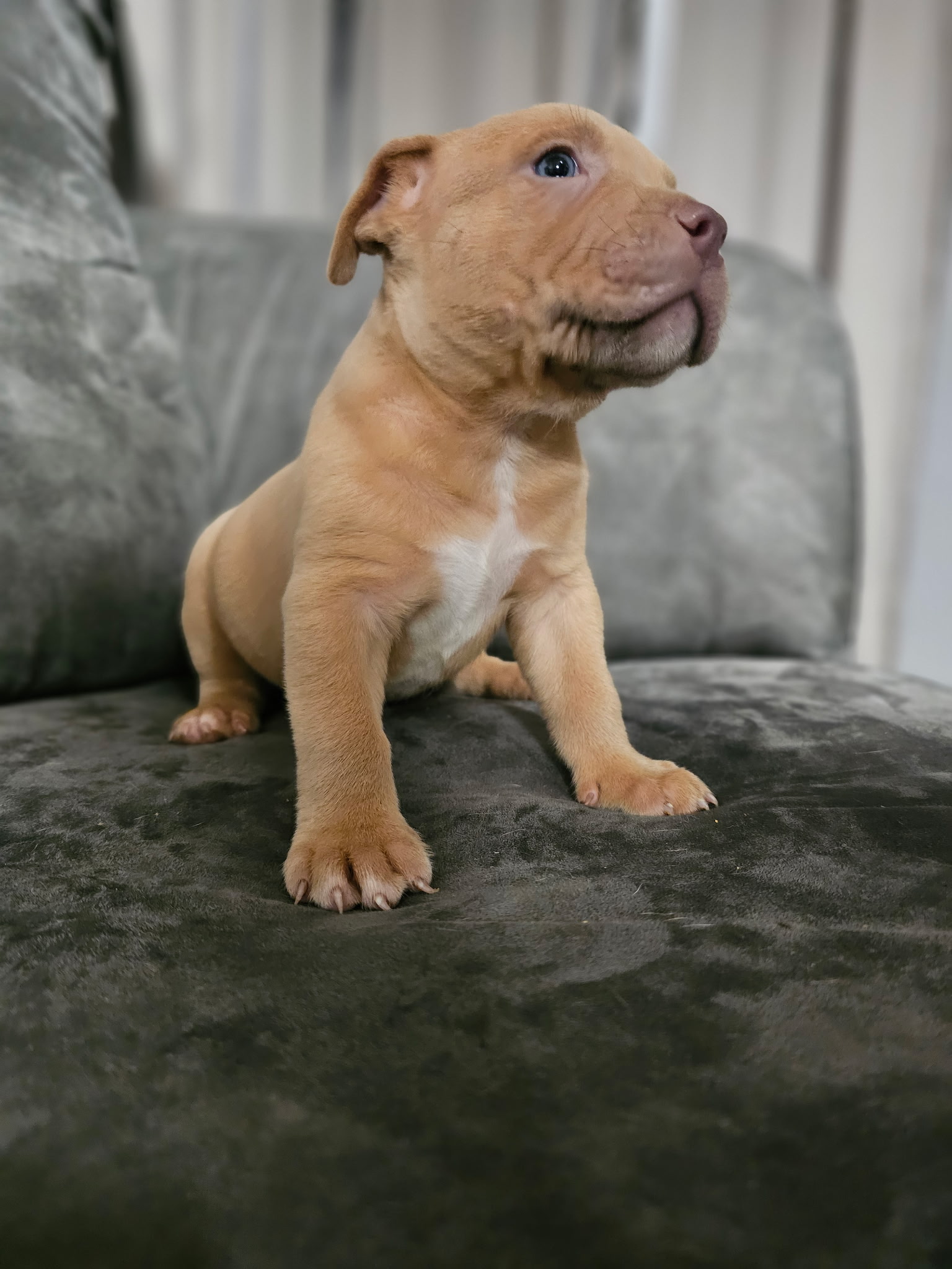 Photo of Standard american bullies 