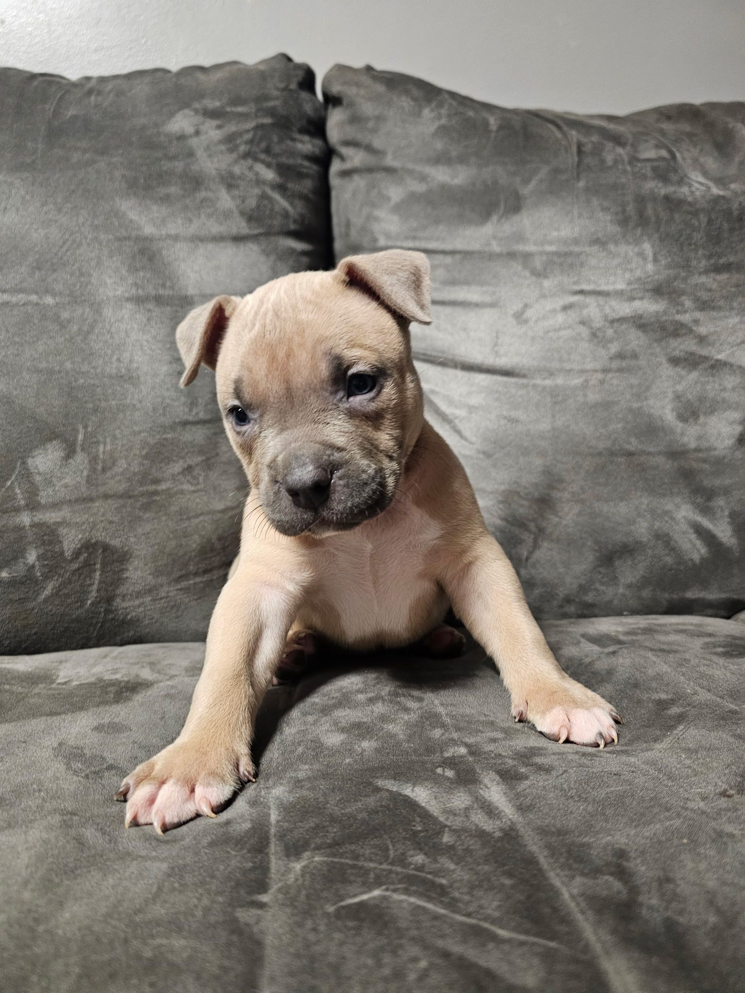 Photo of Standard american bullies 