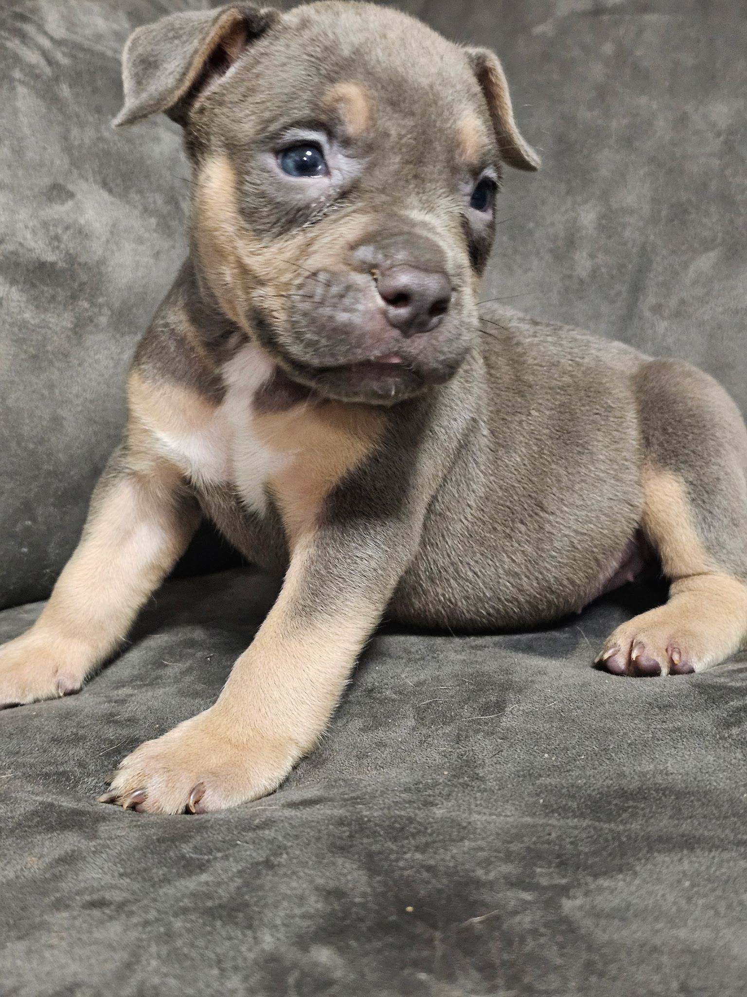 Standard american bullies - 4 - 1760411679831_IMG_20251002_131953