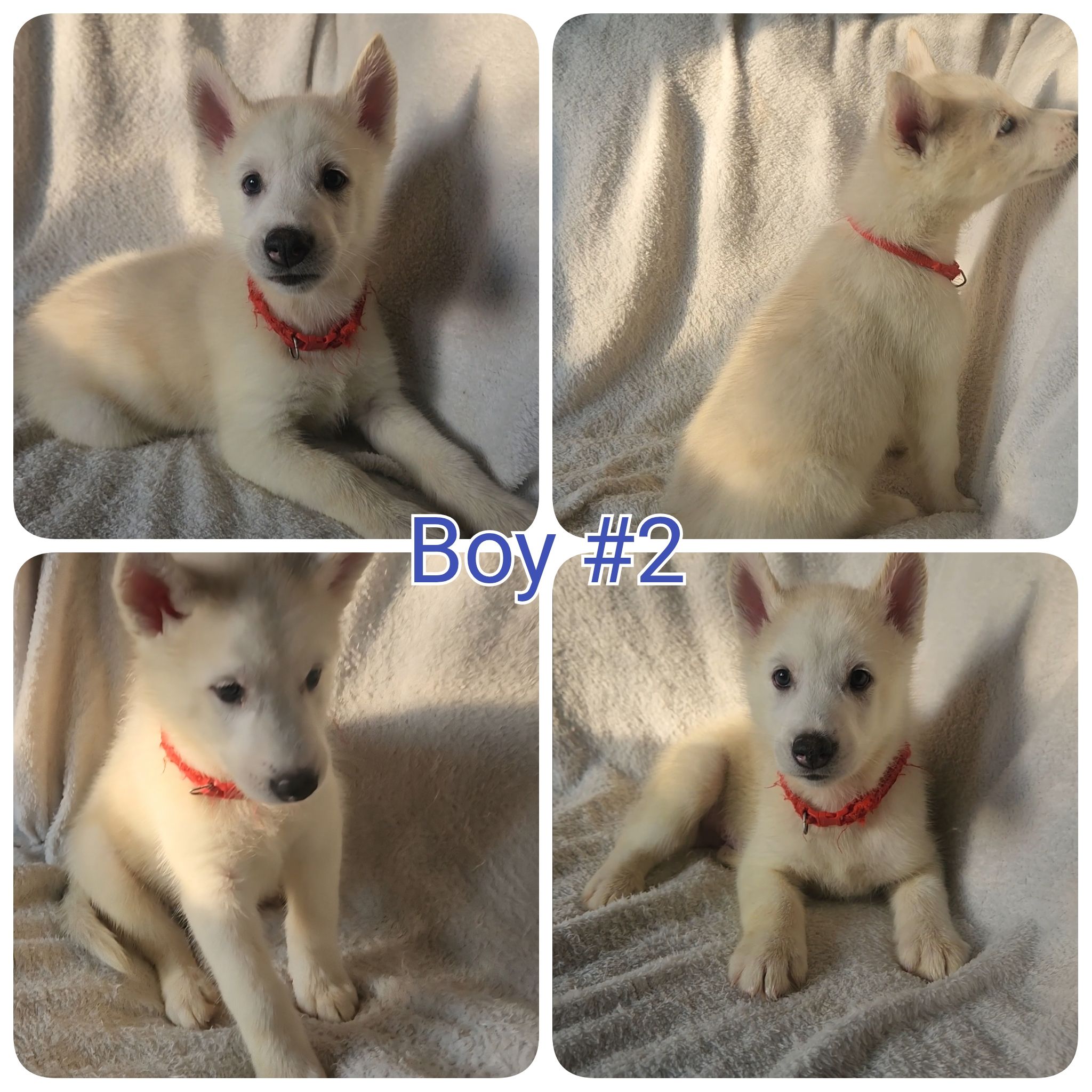 Photo of 10 Pure Bred Siberian Huskies 