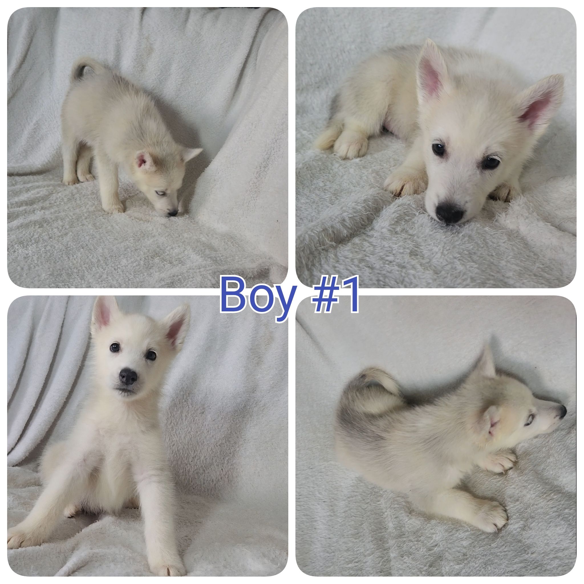 Photo of 10 Pure Bred Siberian Huskies 