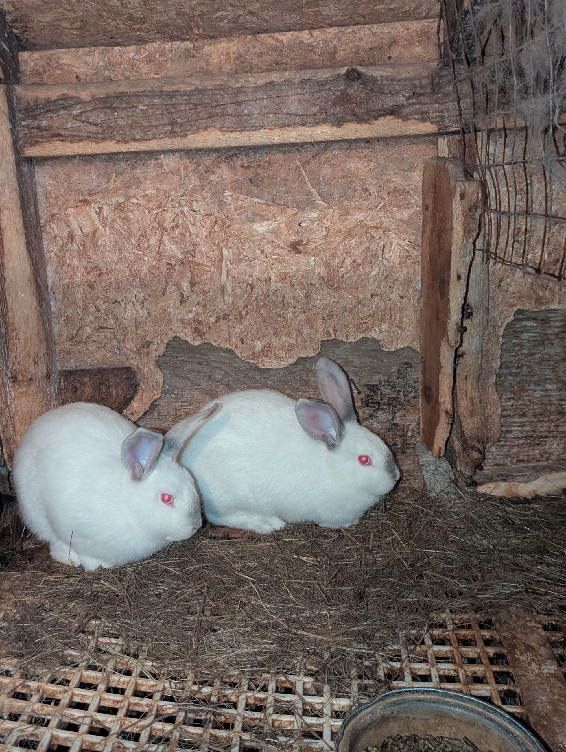 Photo of STARTER HERD of 3 New Zealand X bunnies 