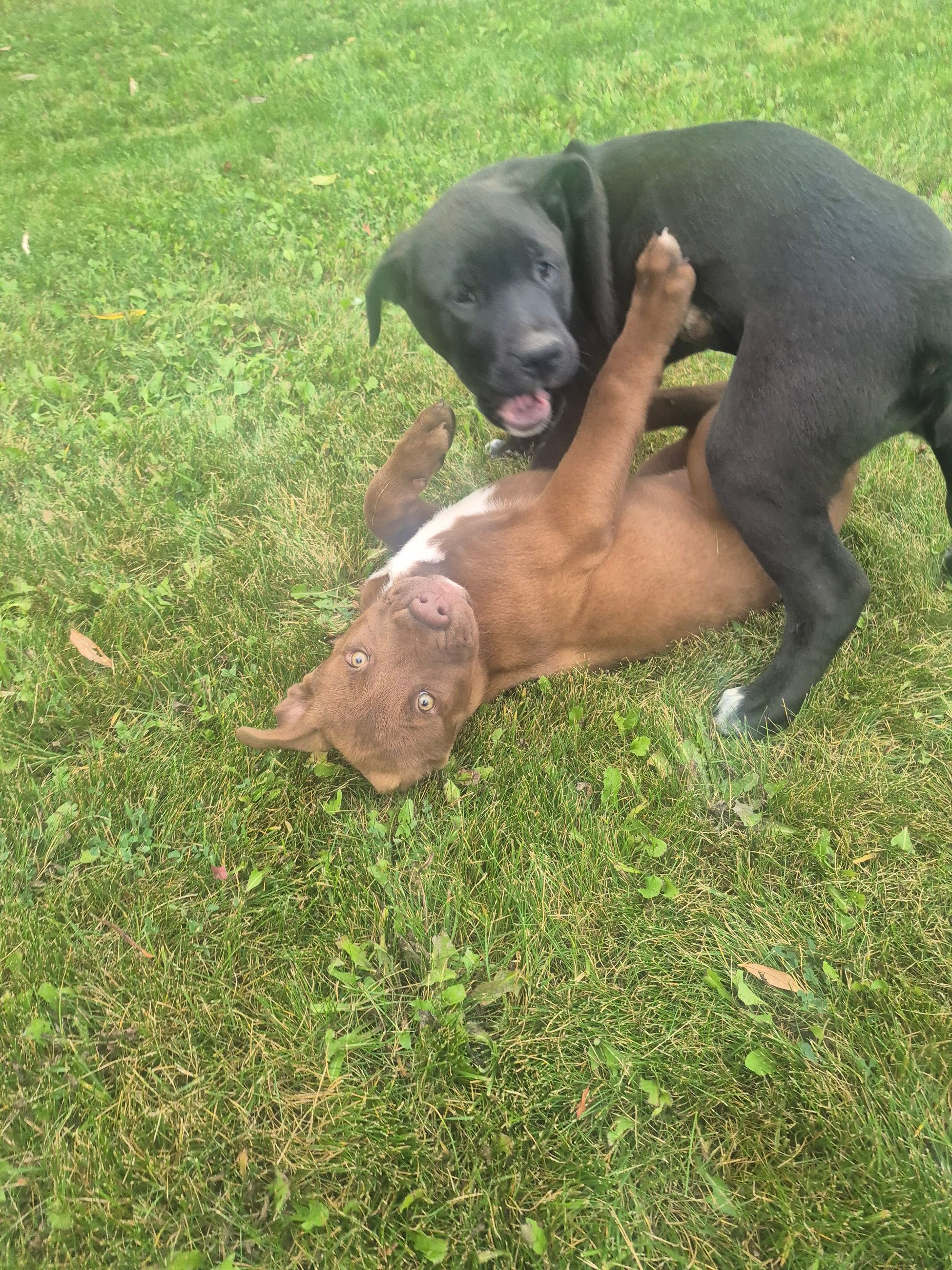Photo of Pitbull/mastiff cross puppies