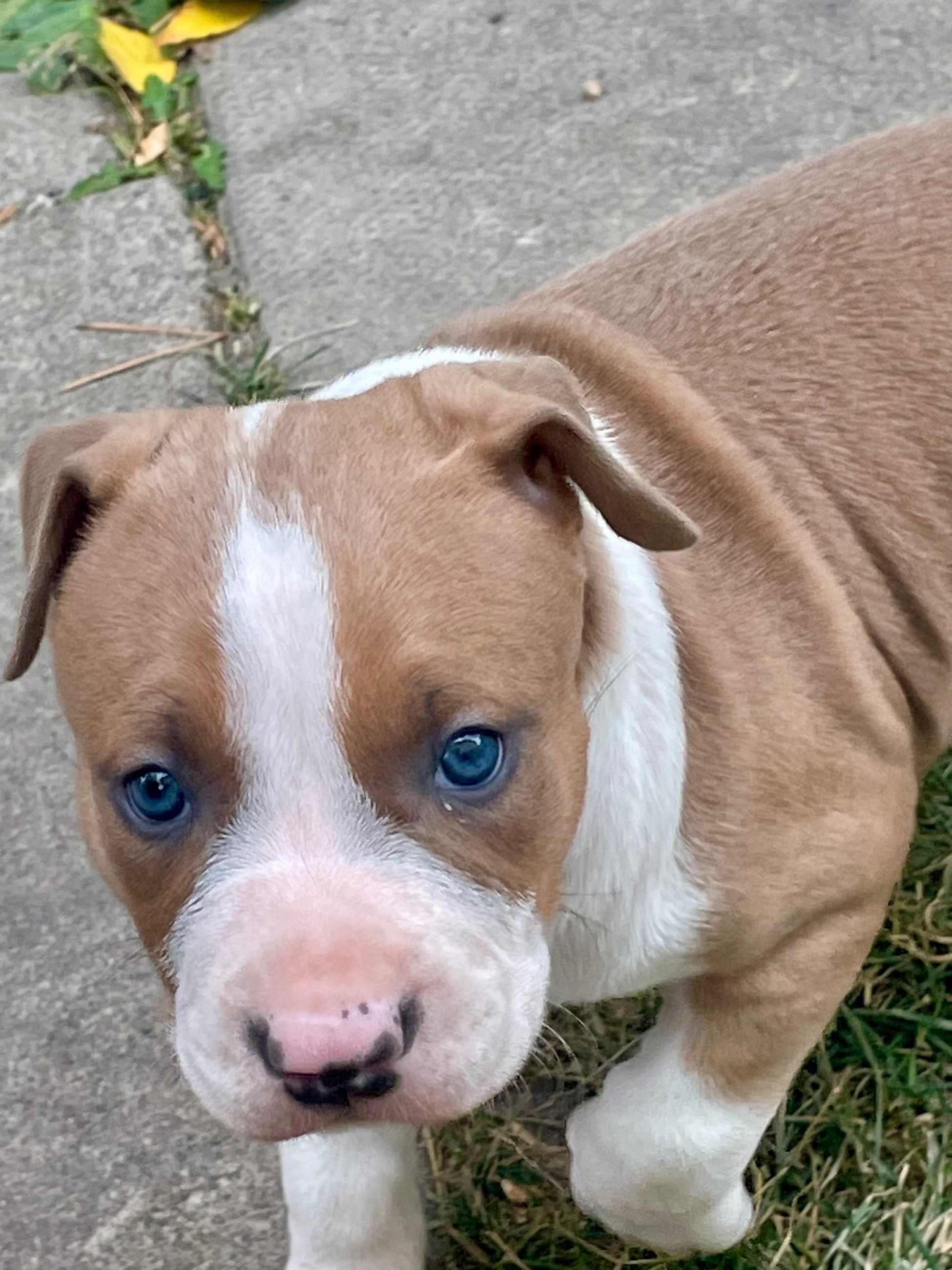 Photo of SOLD !! Cutest Lil Pork Chop