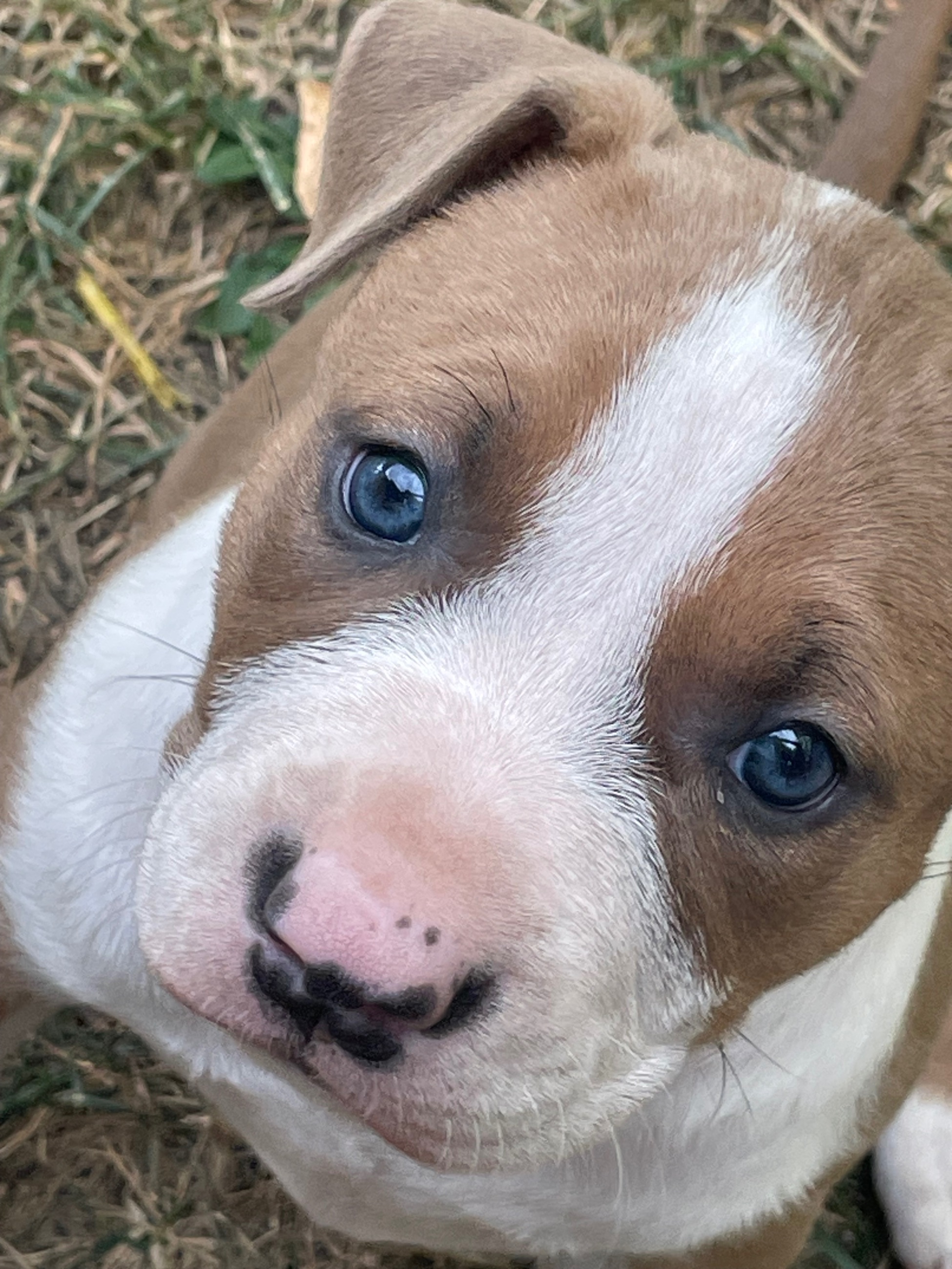 Photo of SOLD !! Cutest Lil Pork Chop