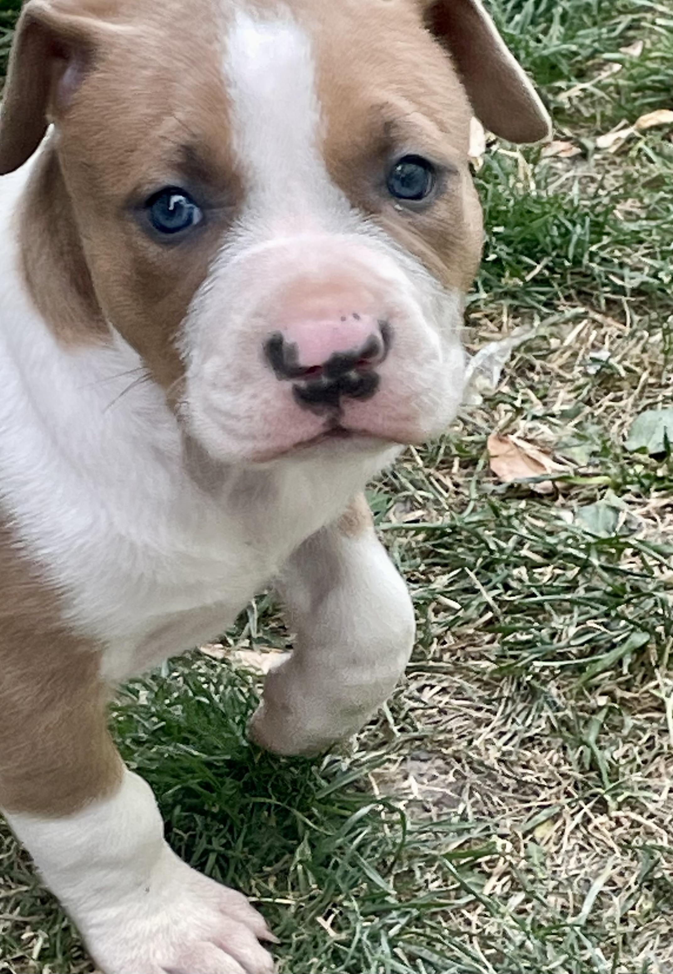 Photo of SOLD !! Cutest Lil Pork Chop