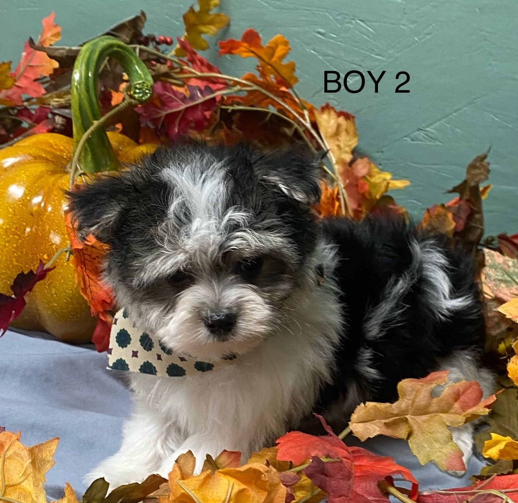 Photo of Biewer/Yorkshire Terrier