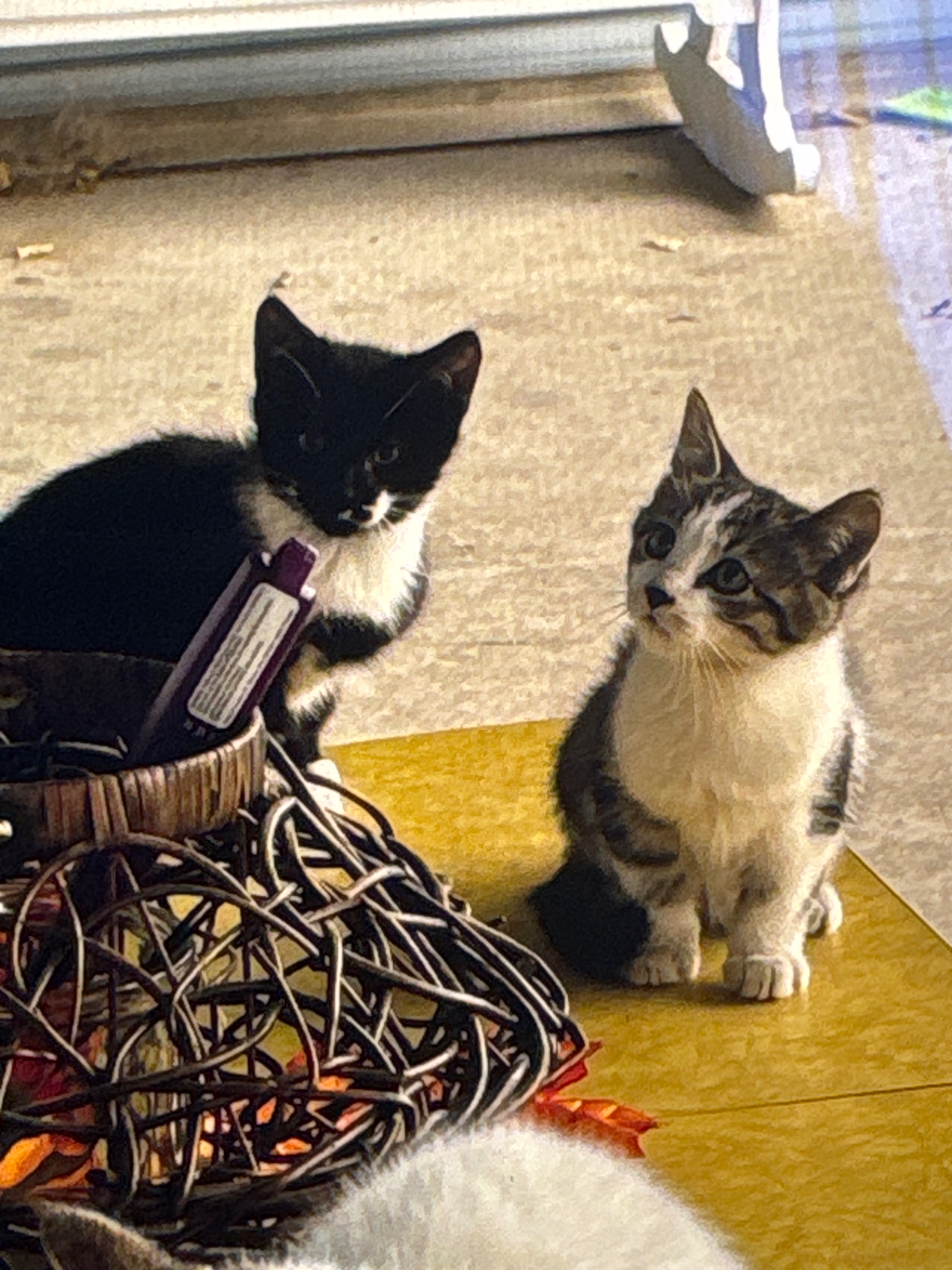 Photo of Cat and kittens 