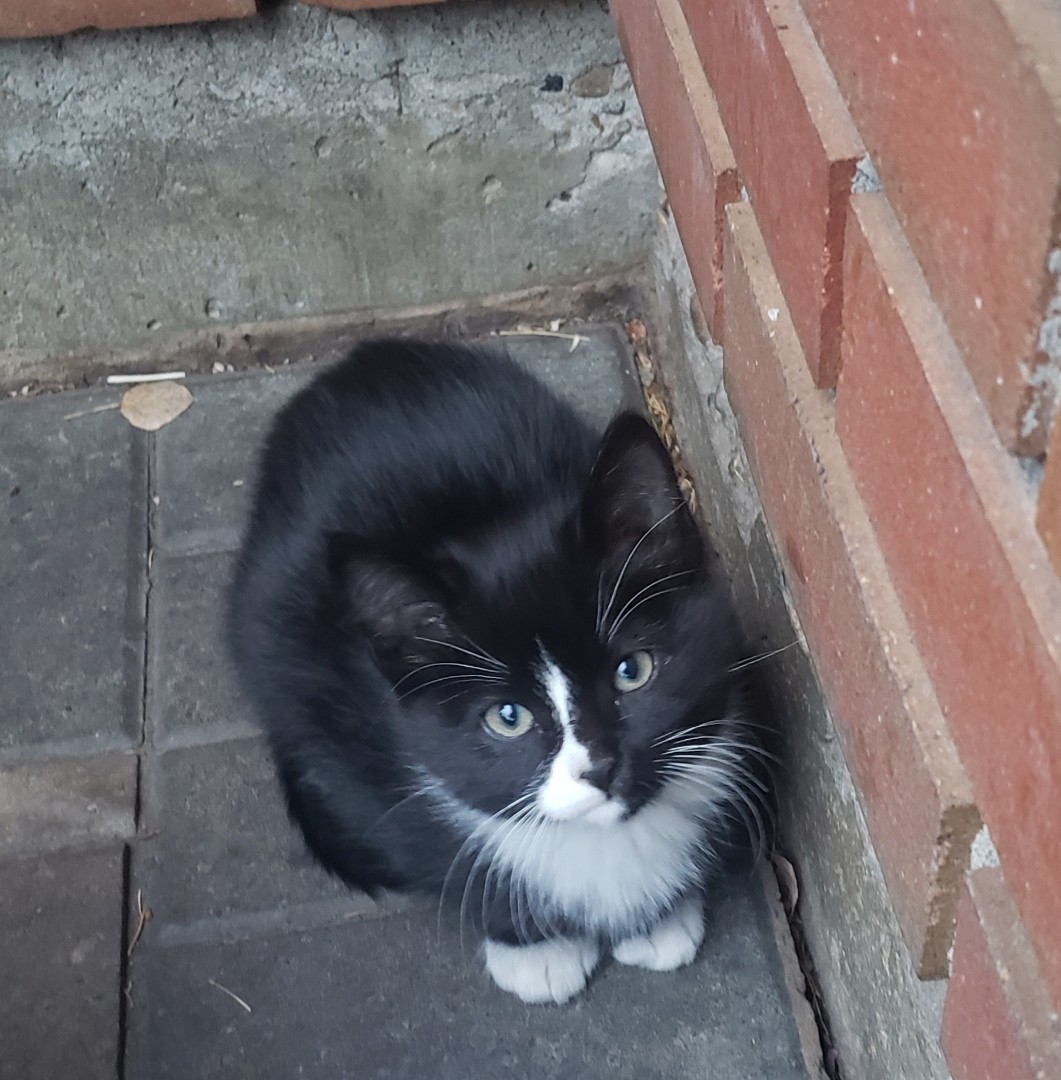 Photo of Male kitten