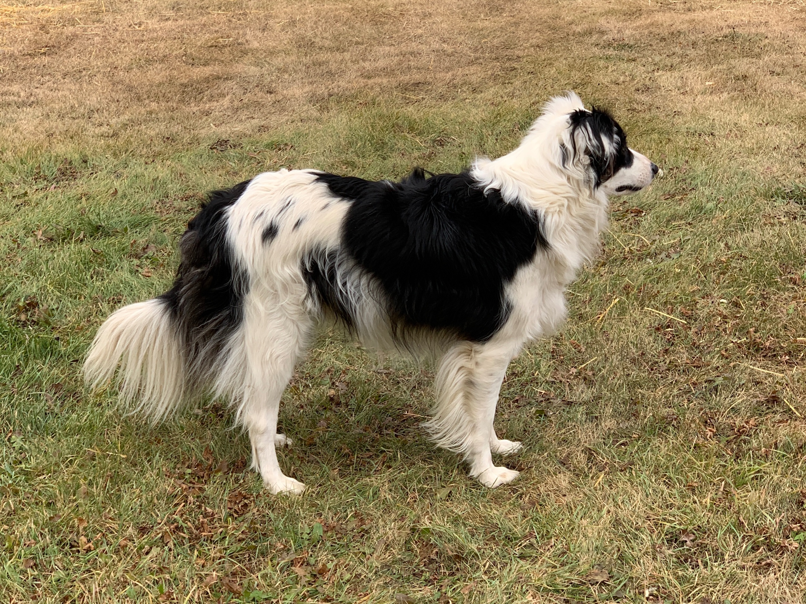 Photo of Adult Neutered Male Aussie Dog