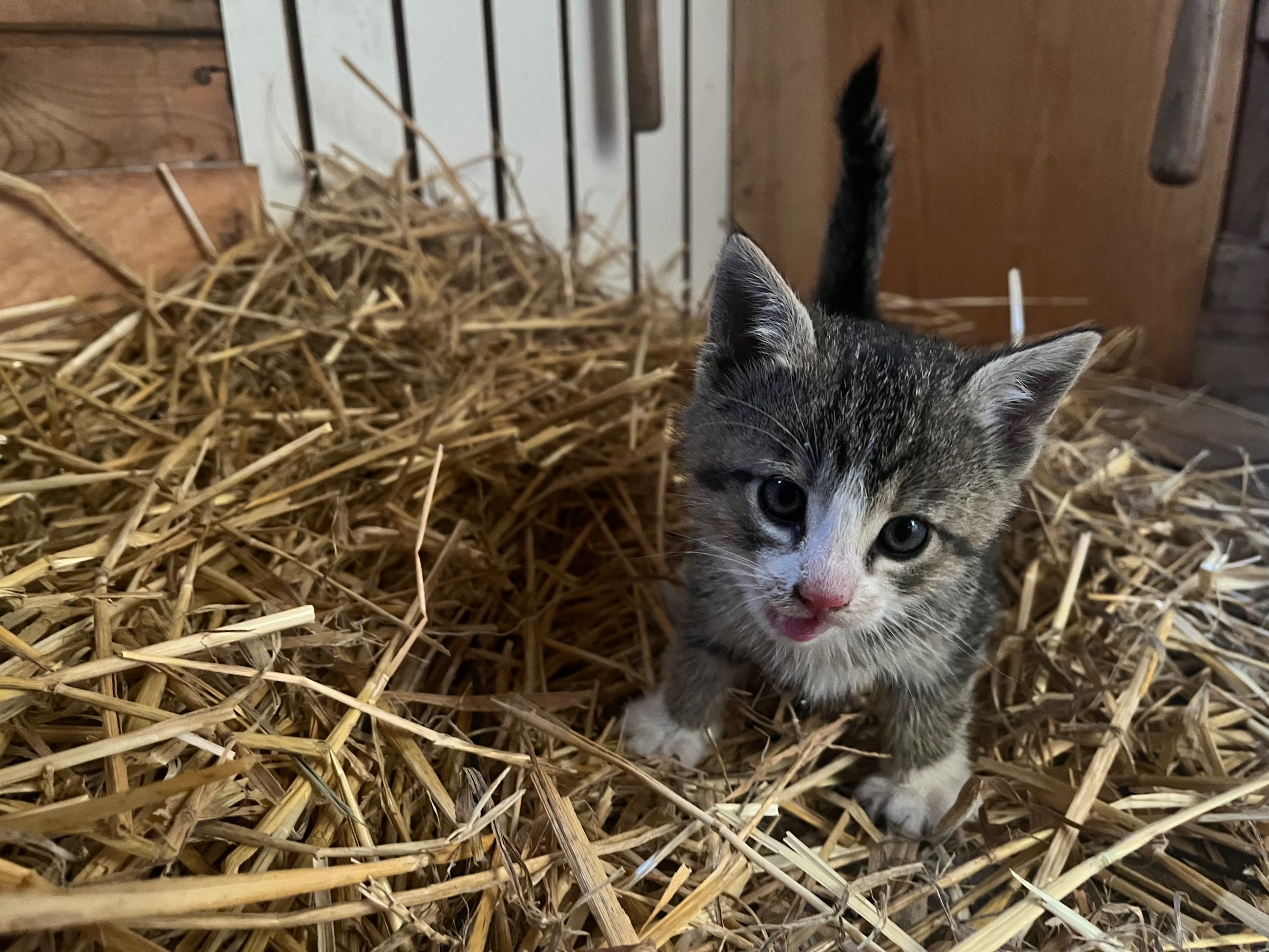 Photo of Barn kittens