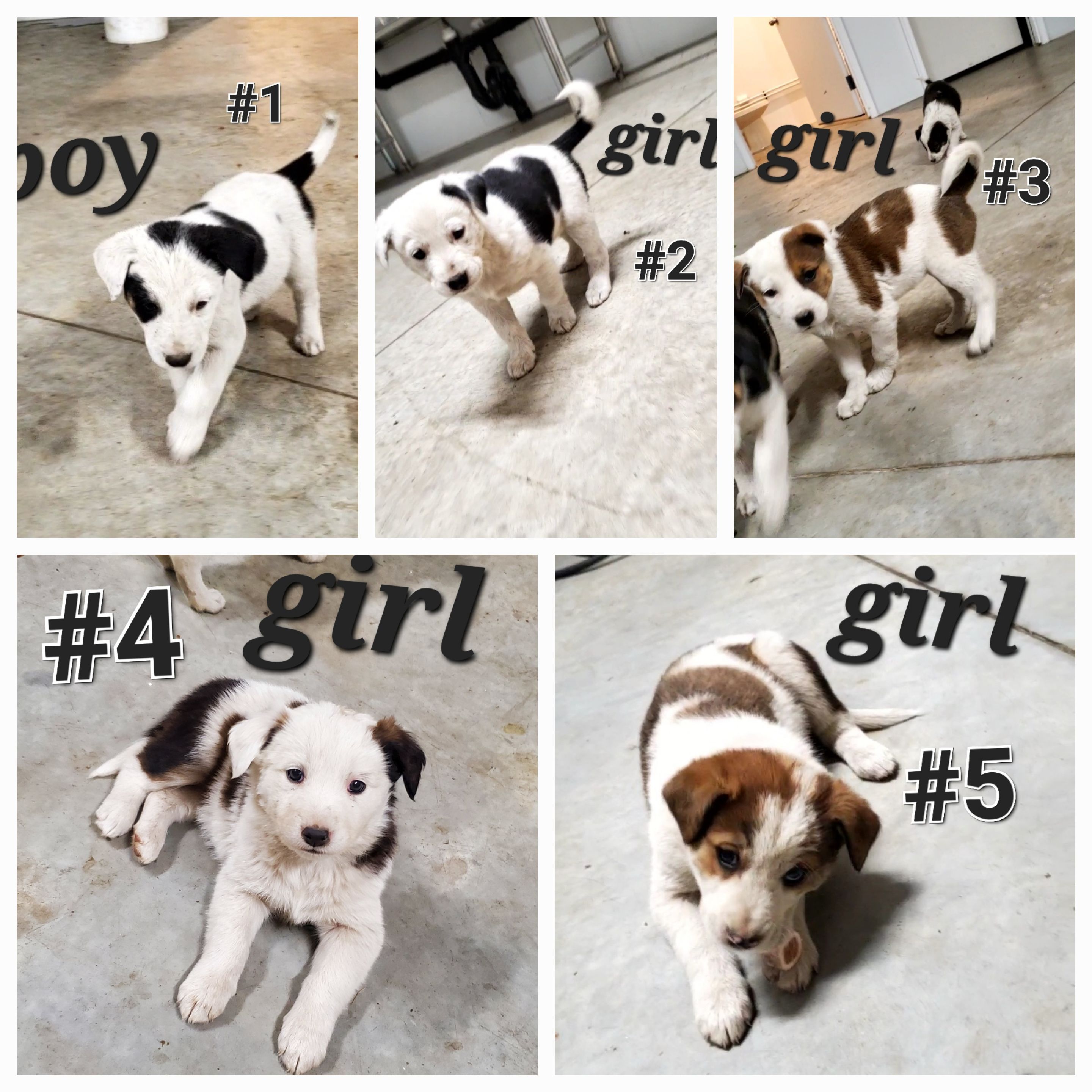 Photo of Puppies for Rehoming 