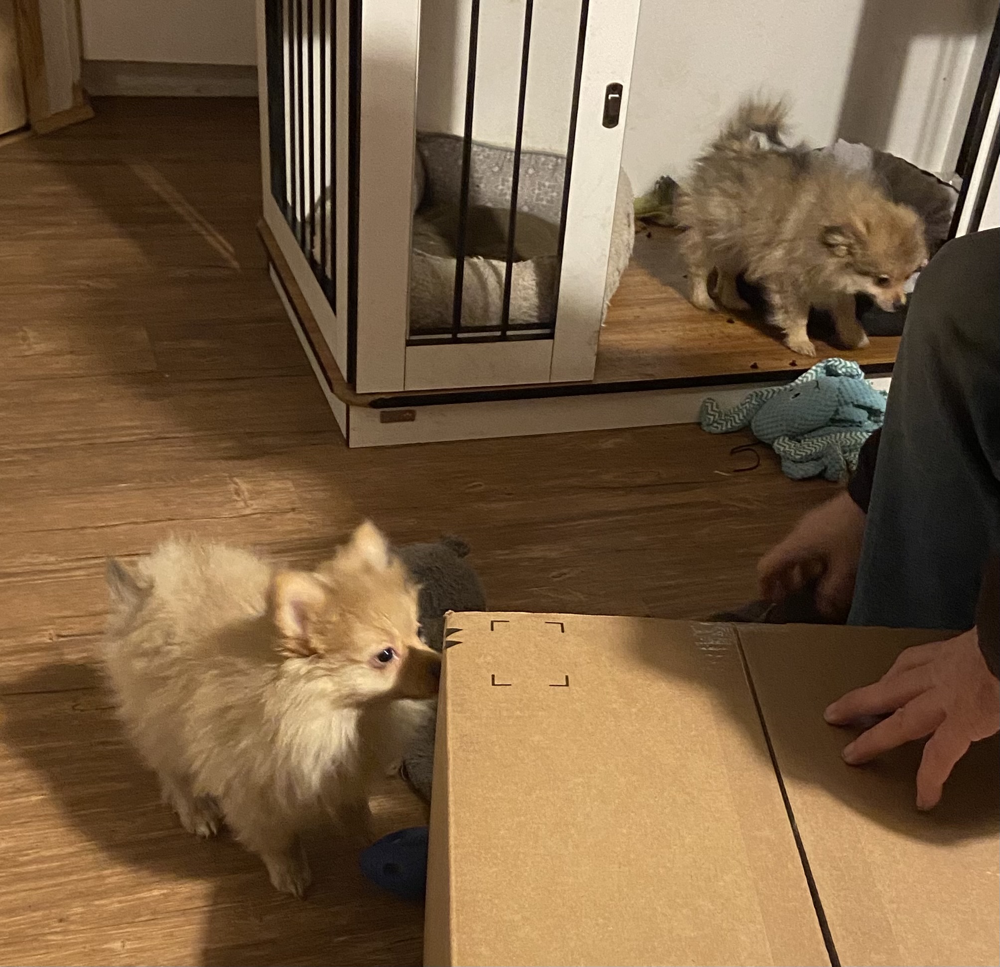 Photo of Pomeranian Pups