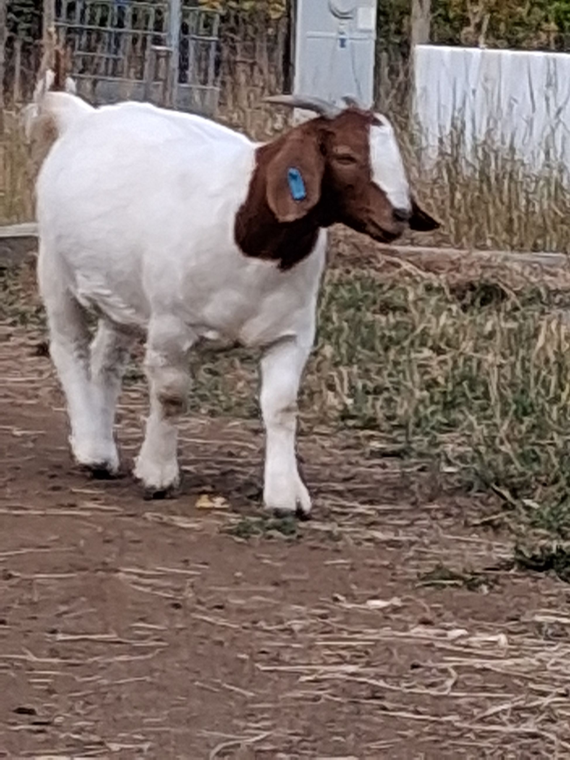 Photo of Purebred Boer Doelings & wethers