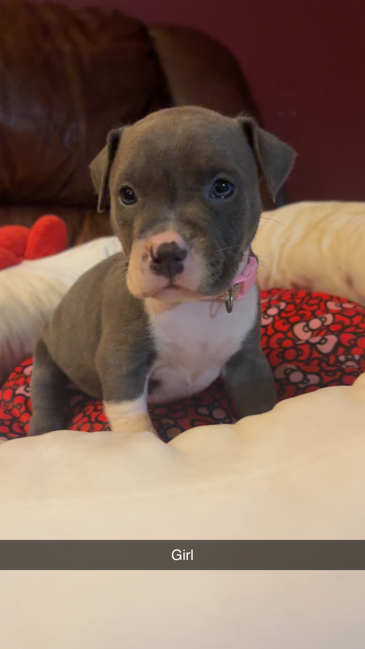 Photo of American bully blue nose babies