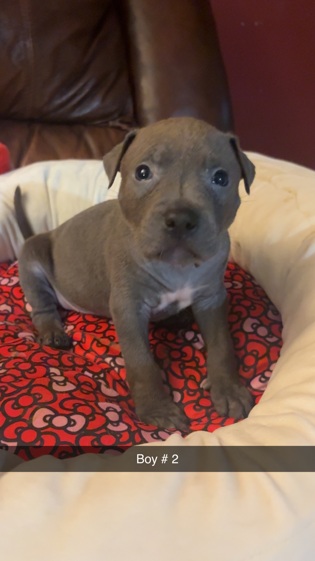 Photo of American bully blue nose babies