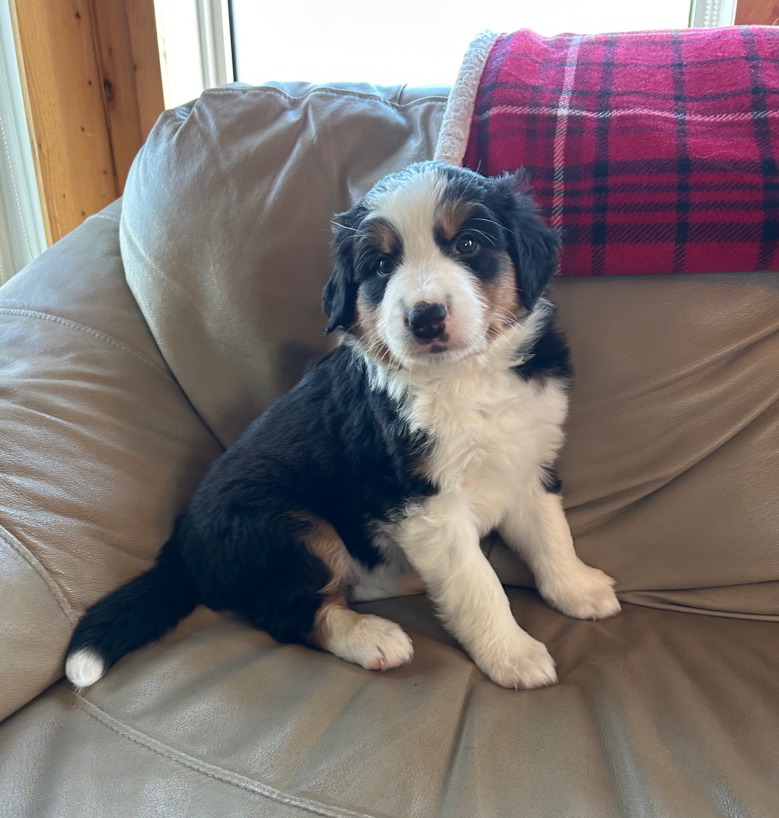 Photo of Beautiful Bernese/Aussie Puppies