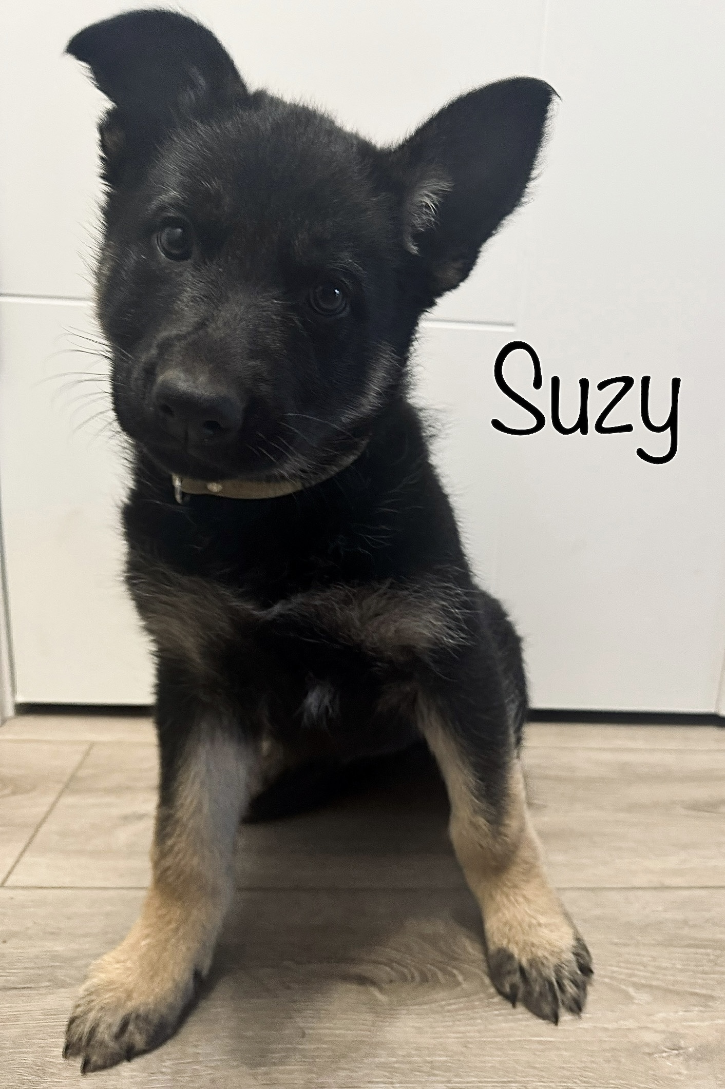 Photo of Purebred German Shepherd Puppies