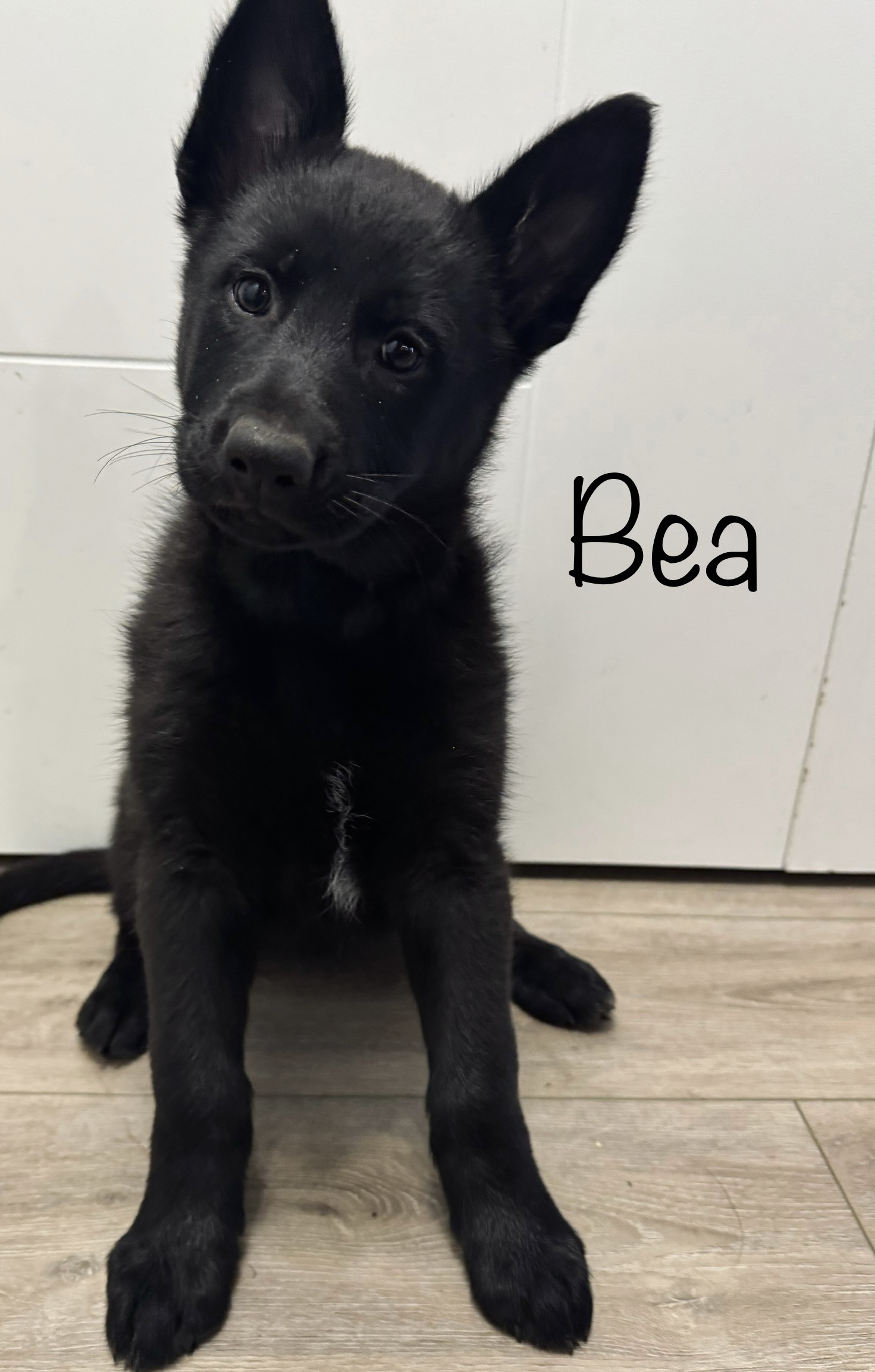 Photo of Purebred German Shepherd Puppies