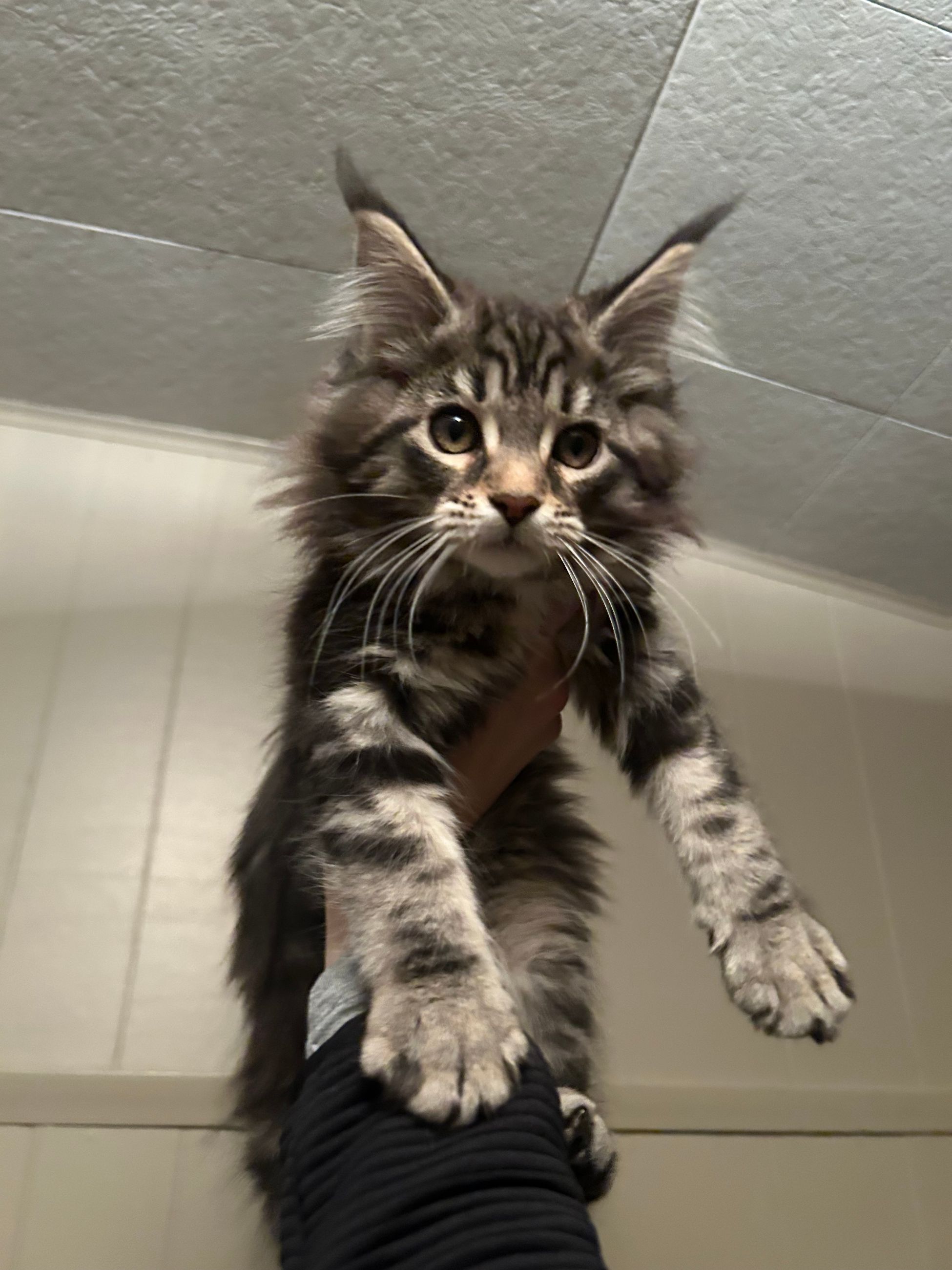 Photo of TICA Registered Purebred Maine Coon Kittens Ready for Christmass