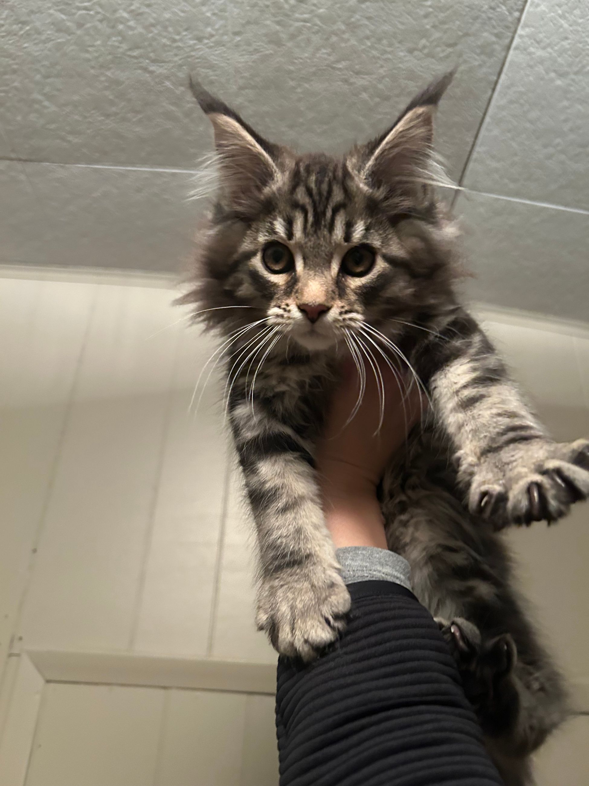 Photo of TICA Registered Purebred Maine Coon Kittens Ready for Christmass