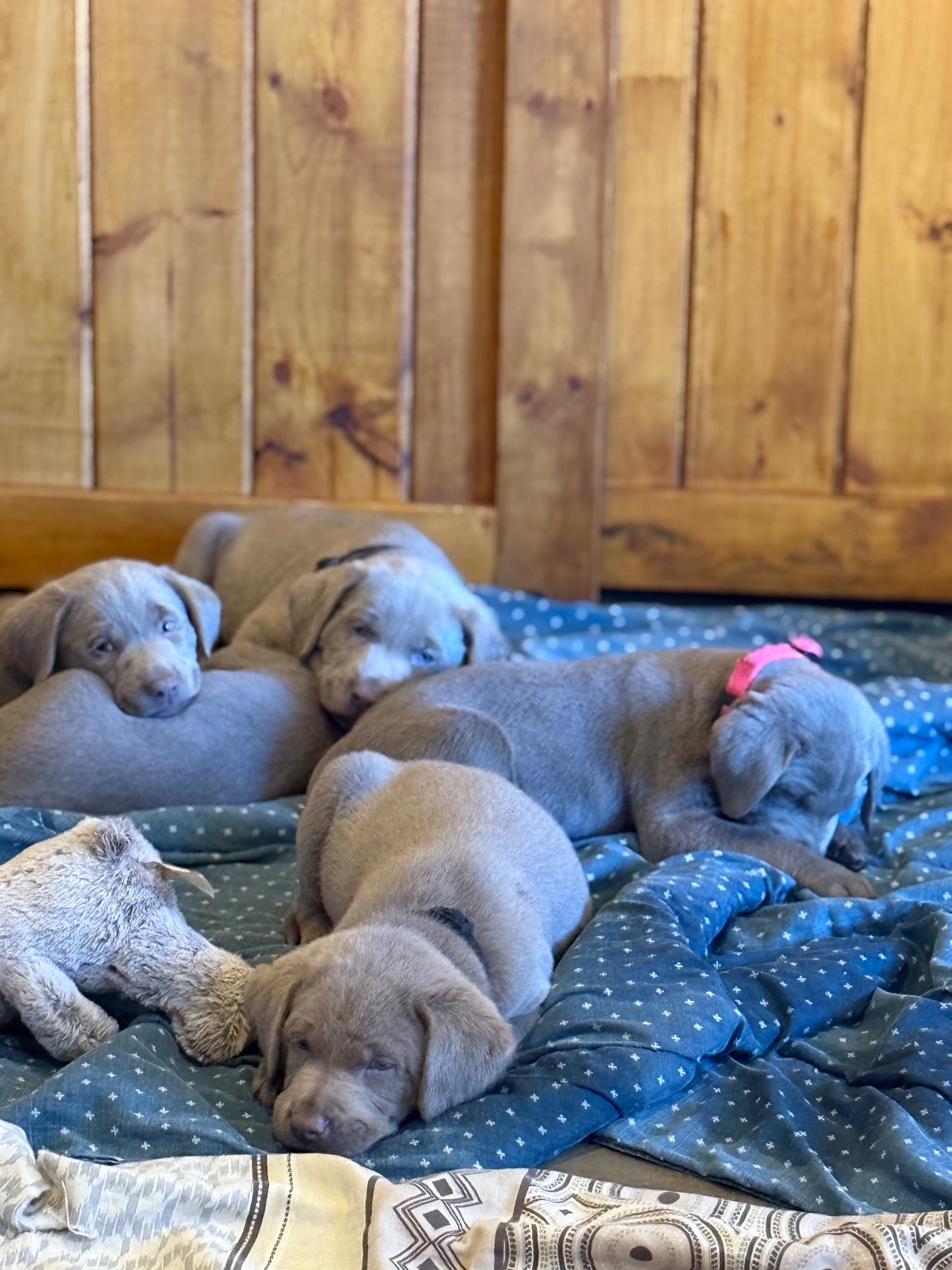 🐾 Purebred Silver Lab Puppies – Rare Colour!  - 5 - 1763604713971_IMG_5678
