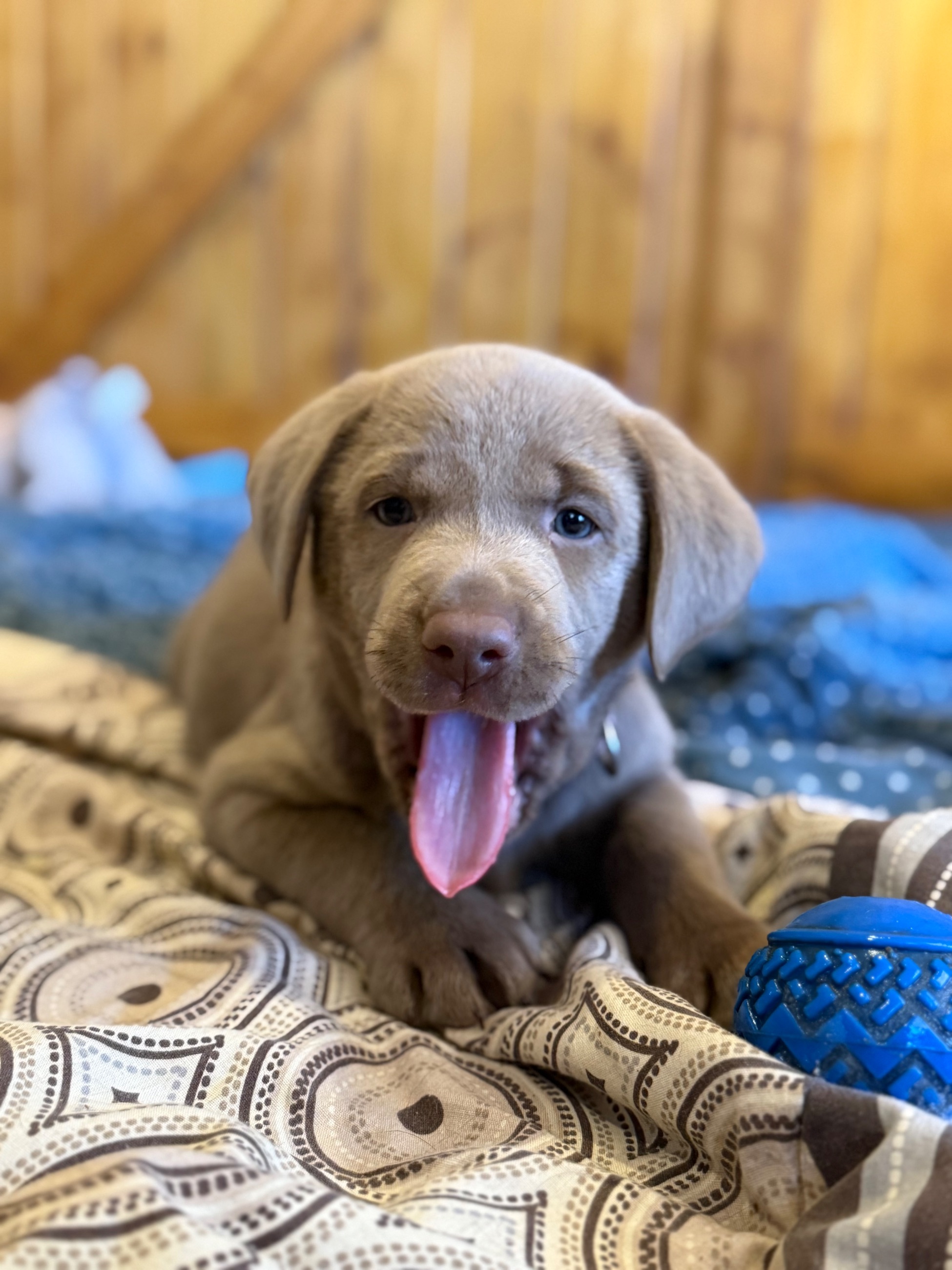 Photo of 🐾 Purebred Silver Lab Puppies – Rare Colour! 