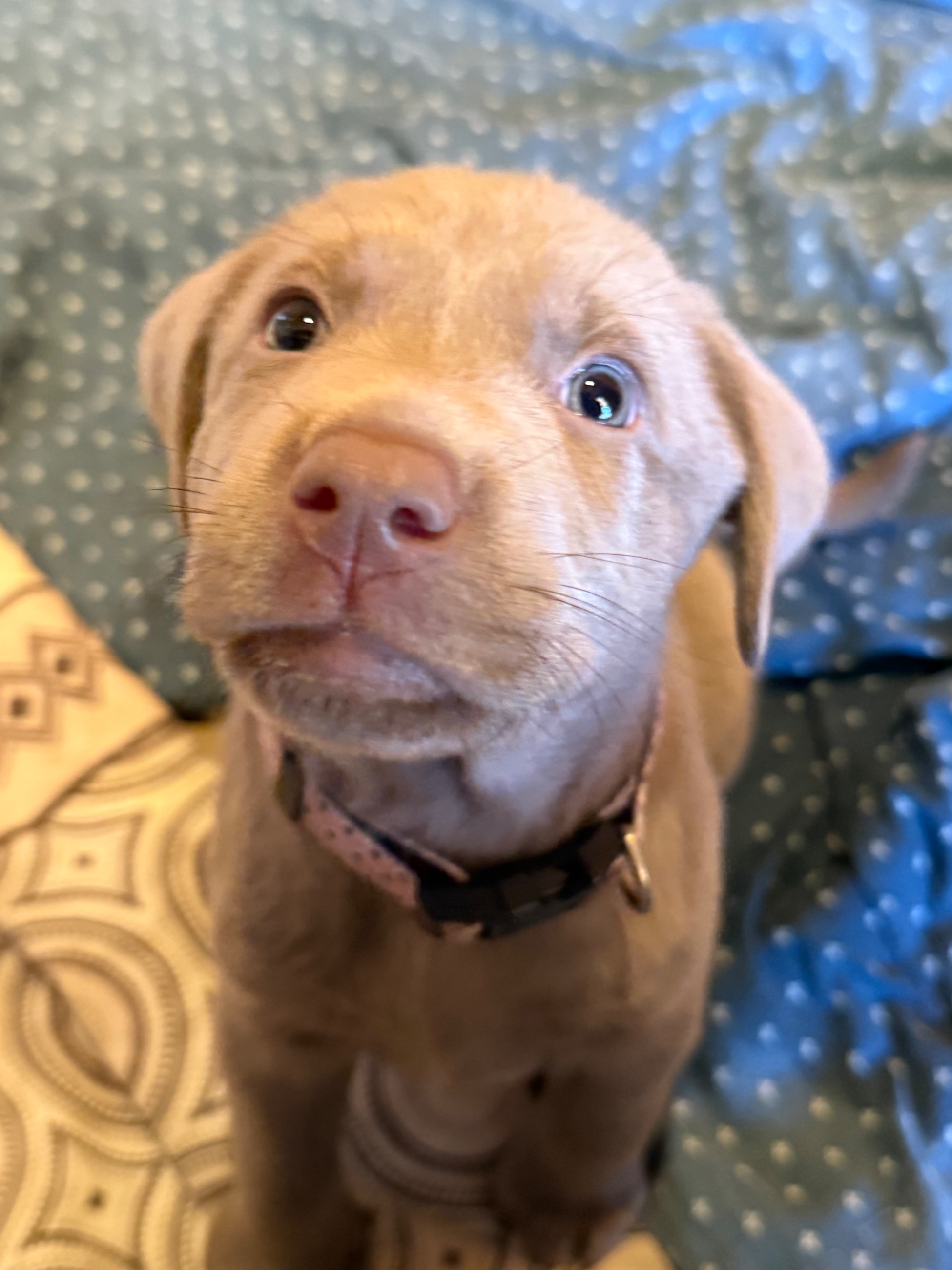 🐾 Purebred Silver Lab Puppies – Rare Colour!  - 7 - 1763604714168_IMG_5709