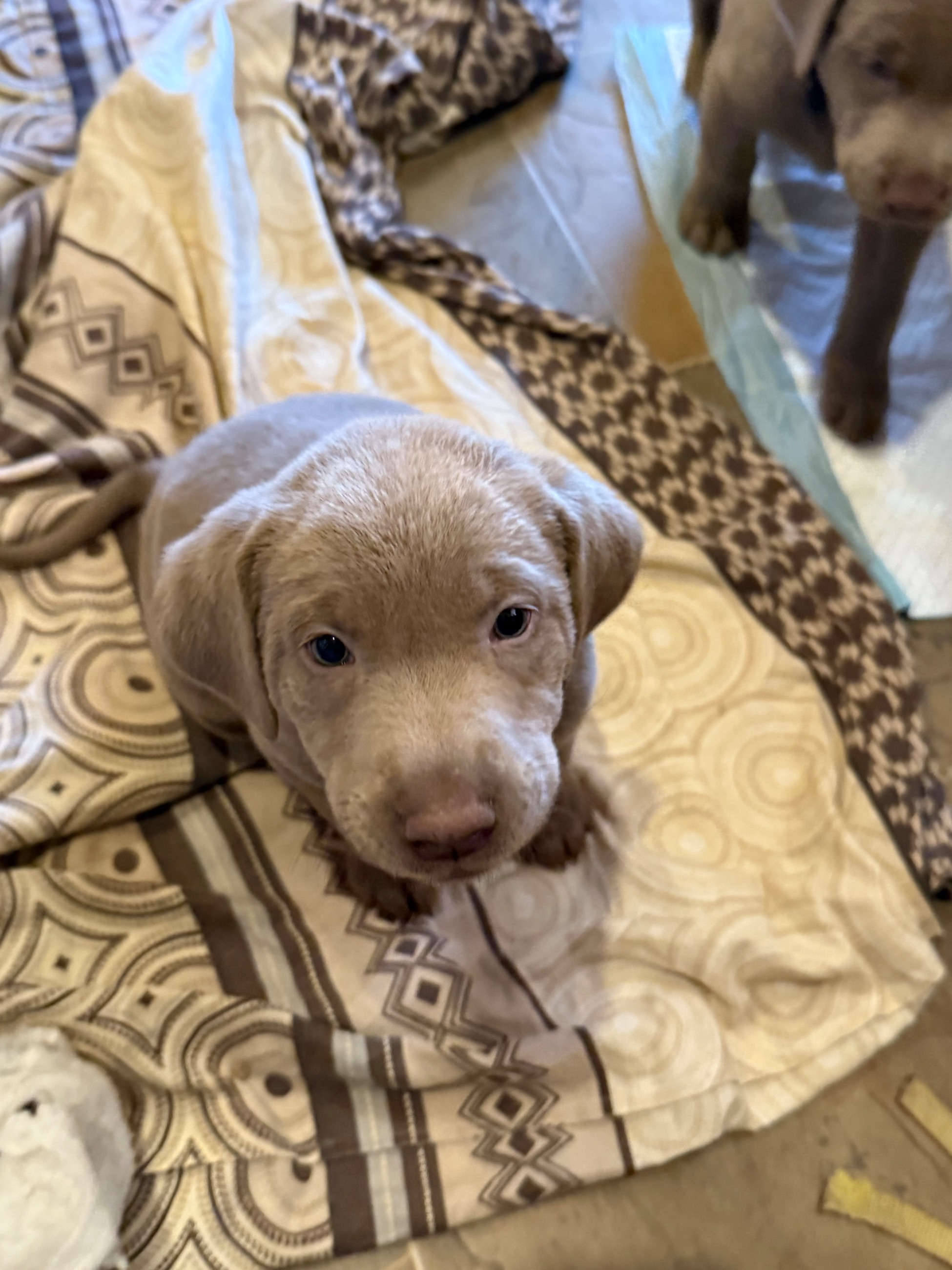 Photo of 🐾 Purebred Silver Lab Puppies – Rare Colour! 