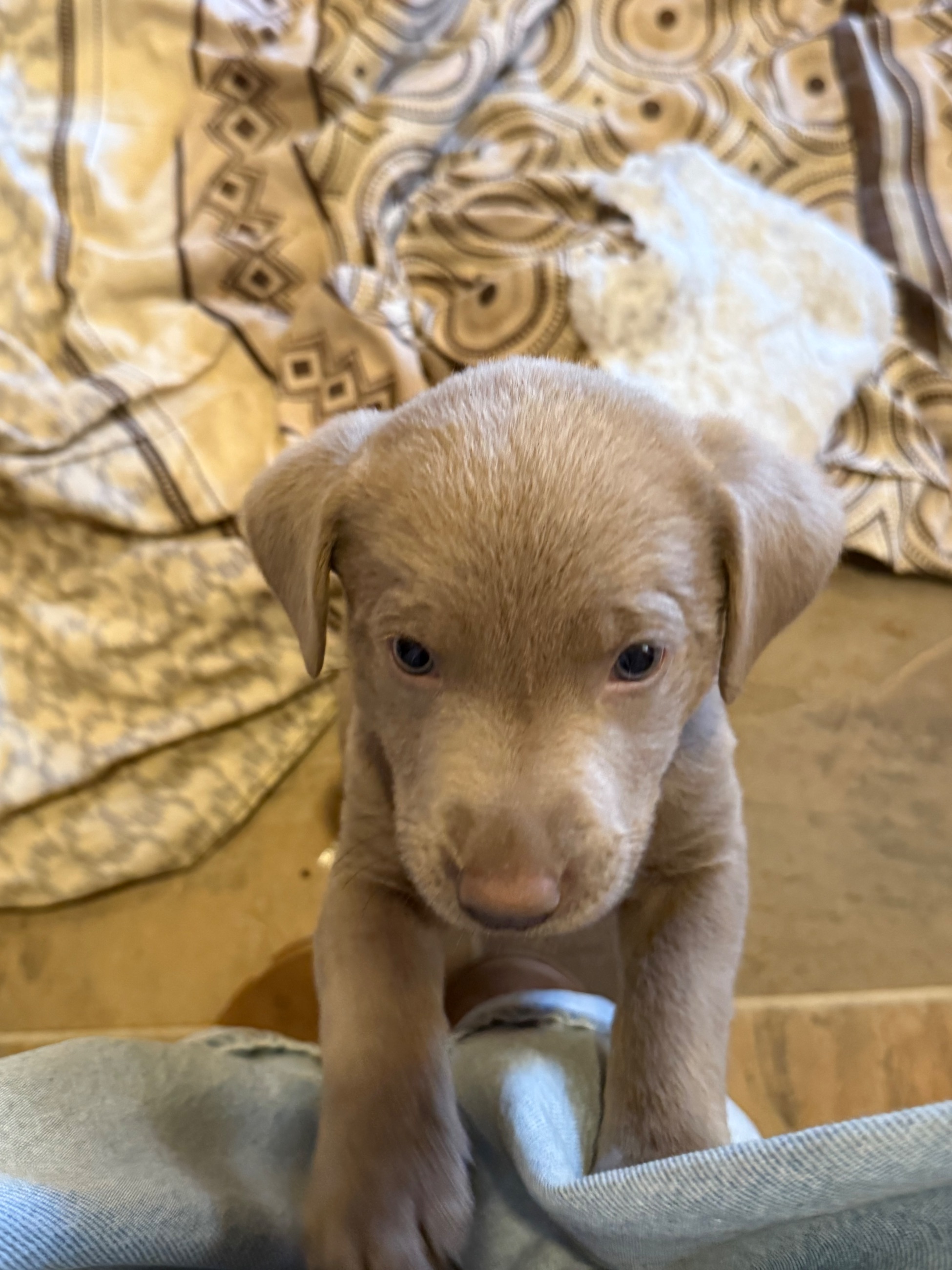 🐾 Purebred Silver Lab Puppies – Rare Colour!  - 4 - 1763604714244_IMG_5692
