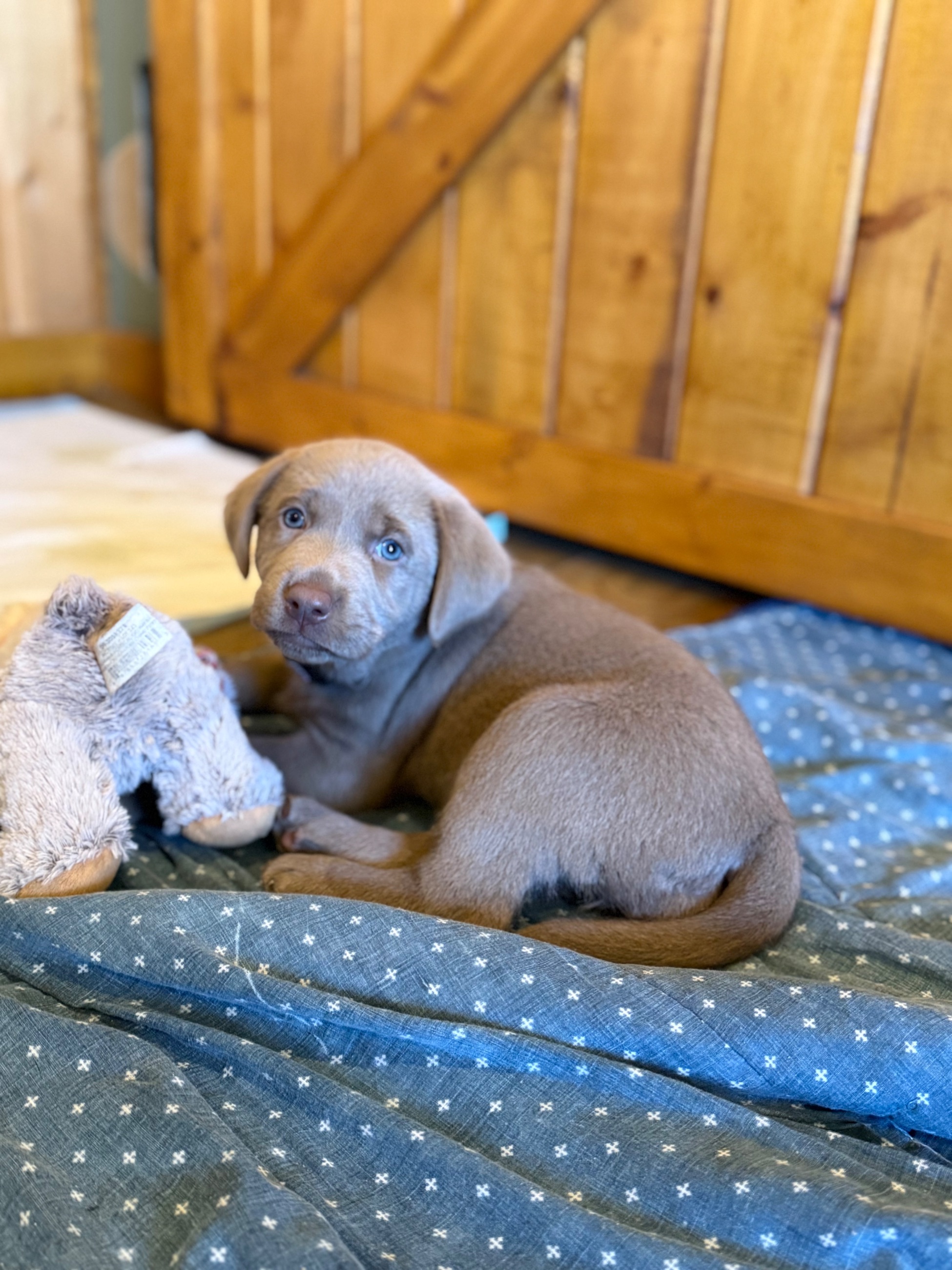 🐾 Purebred Silver Lab Puppies – Rare Colour!  - 6 - 1763604714297_IMG_5703