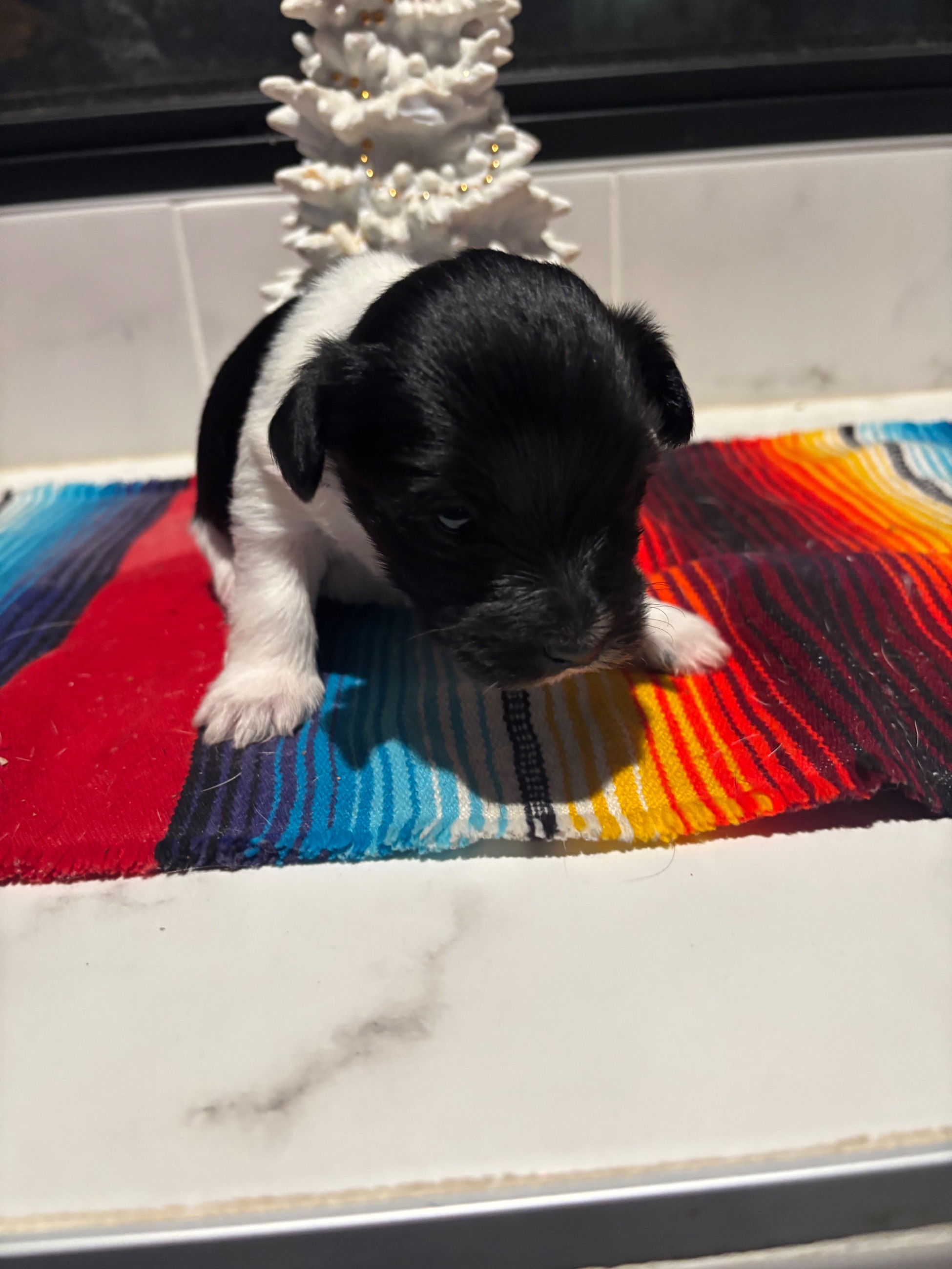 Photo of Yorkie puppies