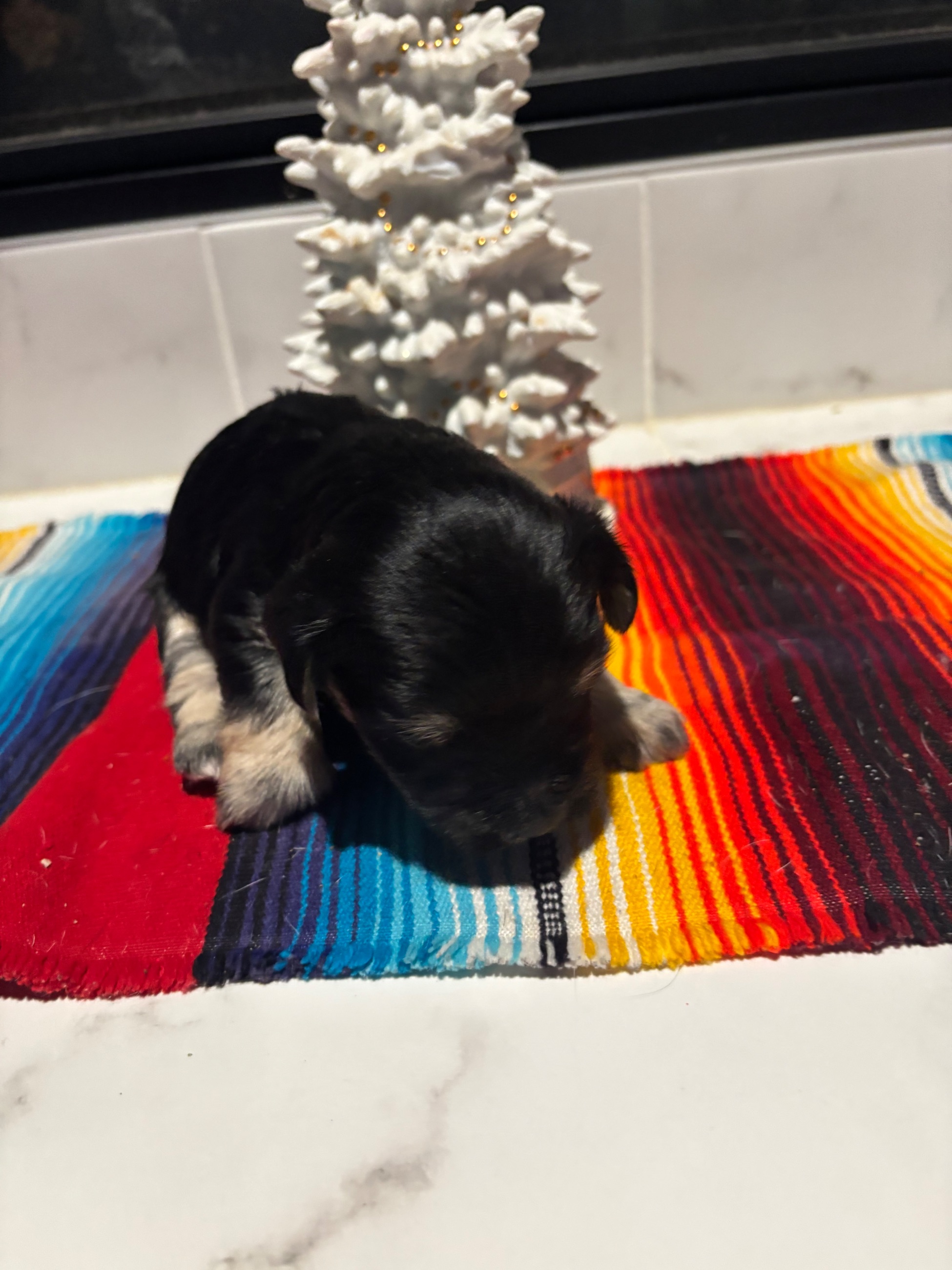 Photo of Yorkie puppies