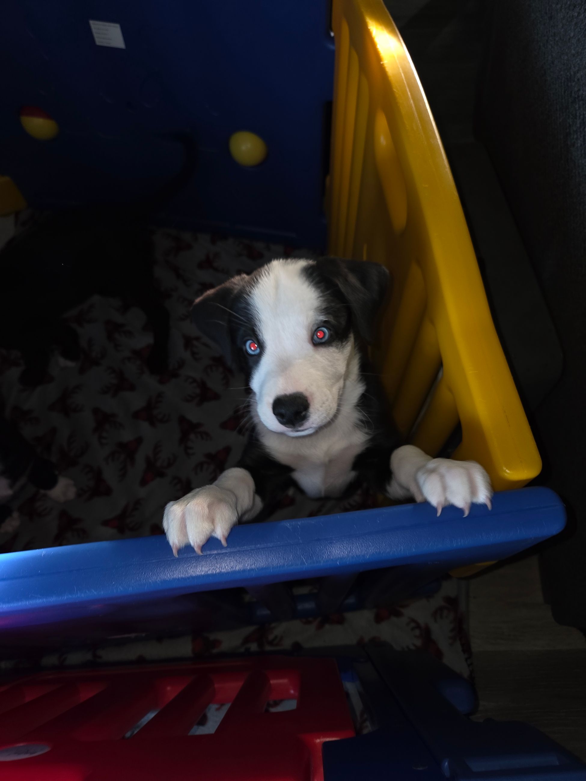 Photo of Catahula x Border Collie for sale