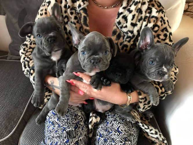 Photo of Blue French Bulldog Puppies now Ready To Leave.