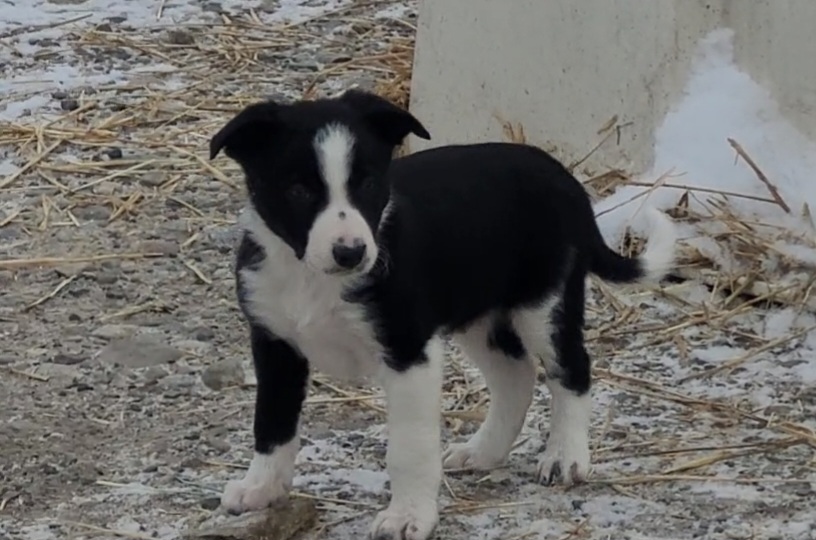 Photo of Border collie puppies 