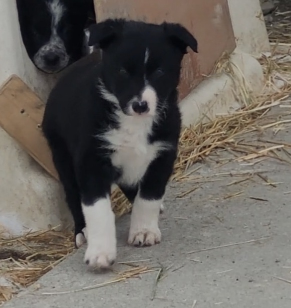 Photo of Border collie puppies 