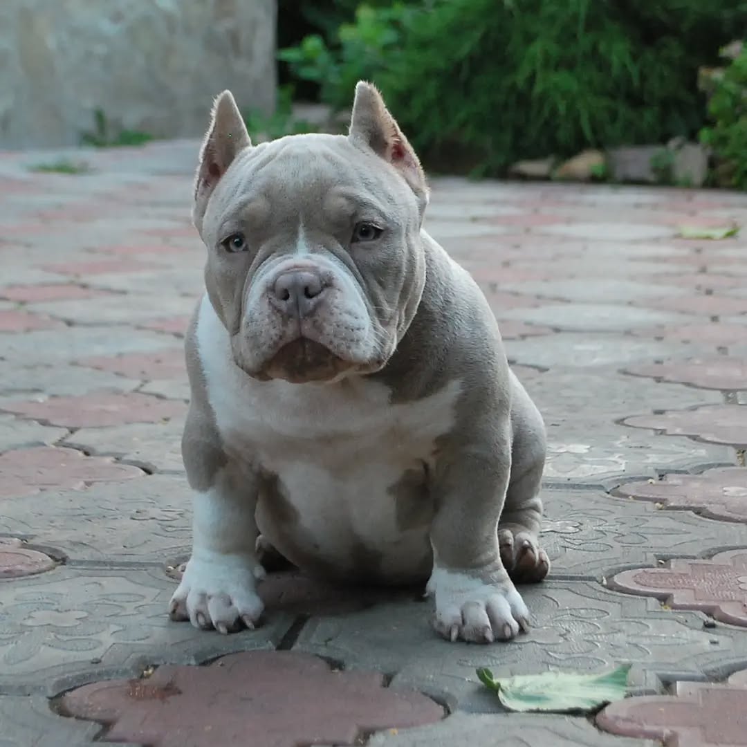 Photo of Top Class American pocket/Classic/XL bully puppies.