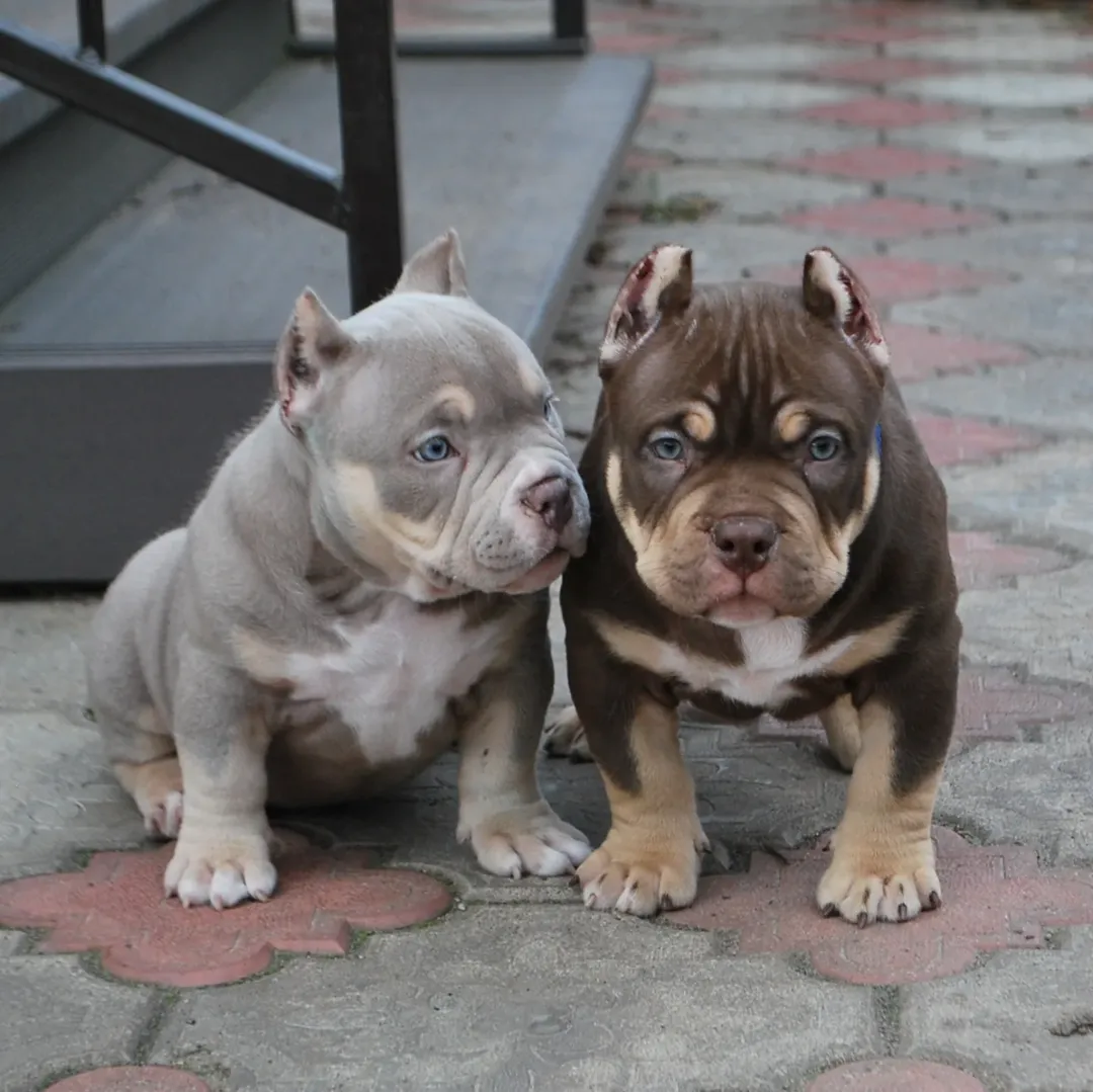 Top Class American pocket/Classic/XL bully puppies. - 4 - 1764803684478_Post 11