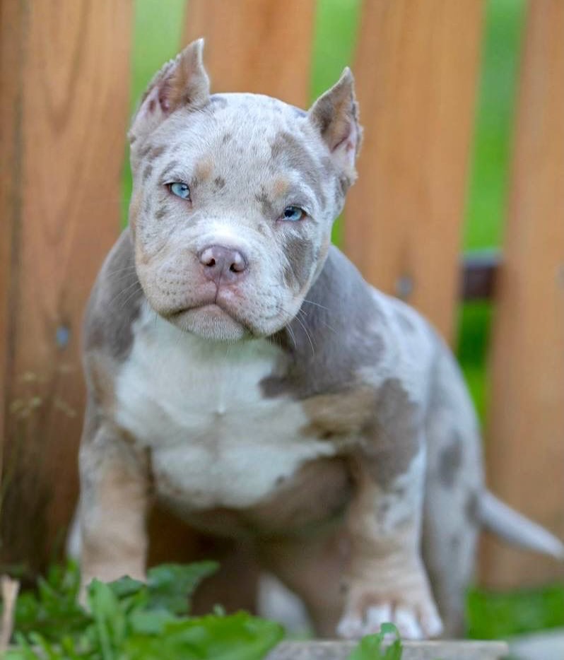 Top Class American pocket/Classic/XL bully puppies. - 6 - 1764803831553_Post 1  (8)