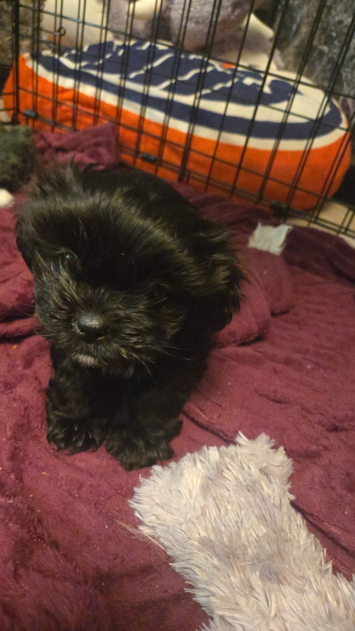 Photo of Peek-a-tzu for sale