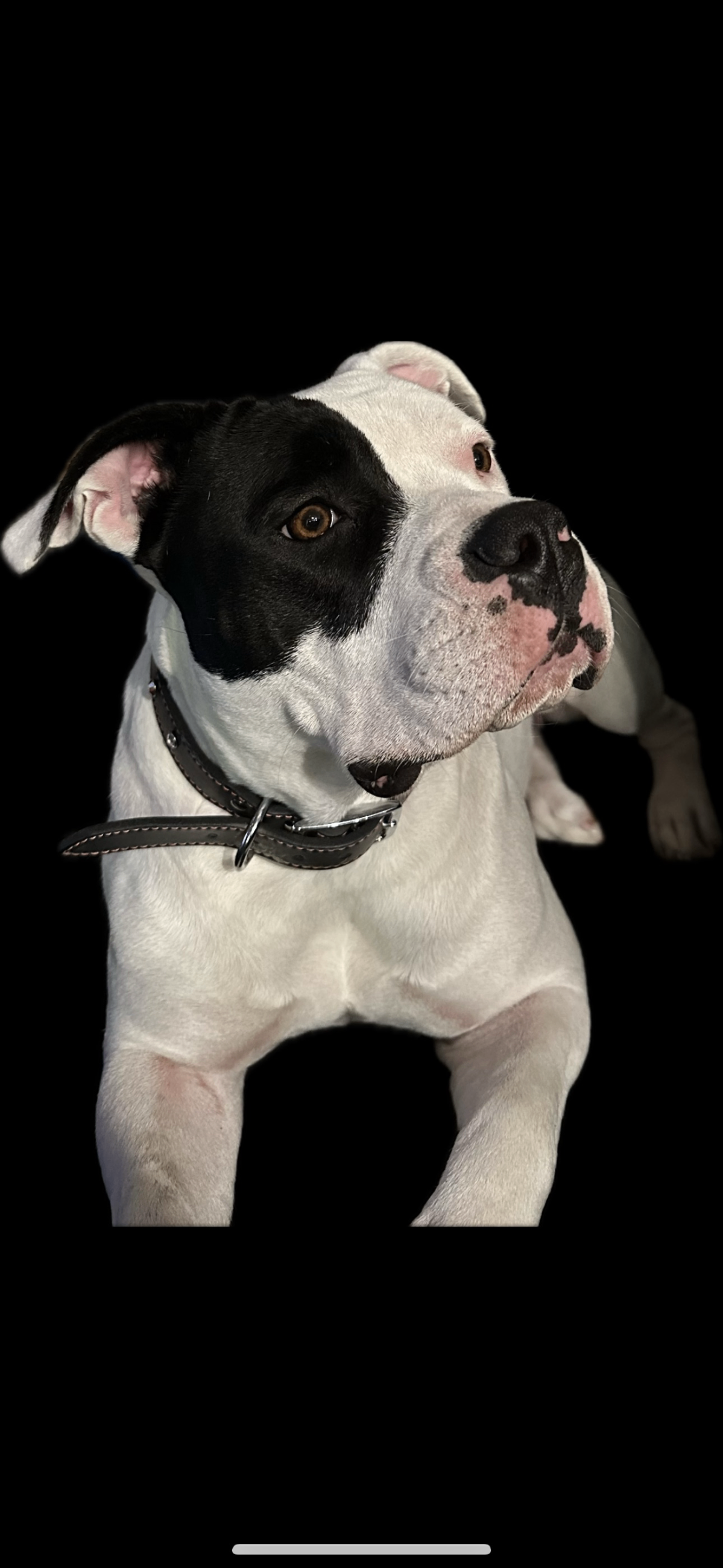 Photo of American staffies puppies for sale